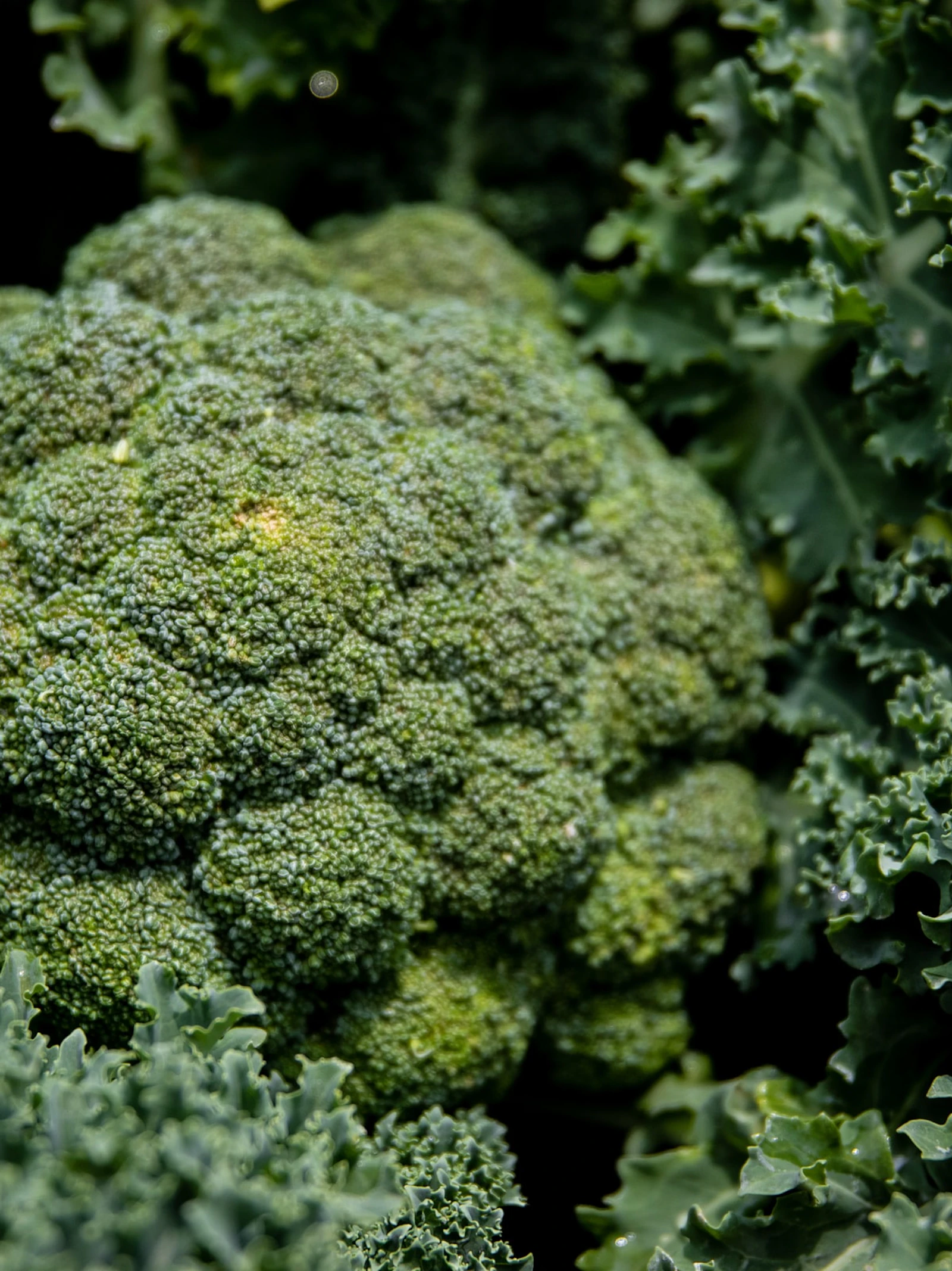 Broccoli en spruitjes goed voor je bloedvaten