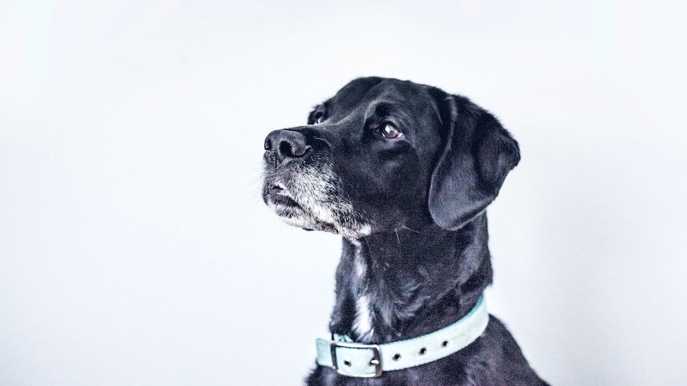 Hond leert 'praten' met hulp van logopedist en wordt YouTube-hit