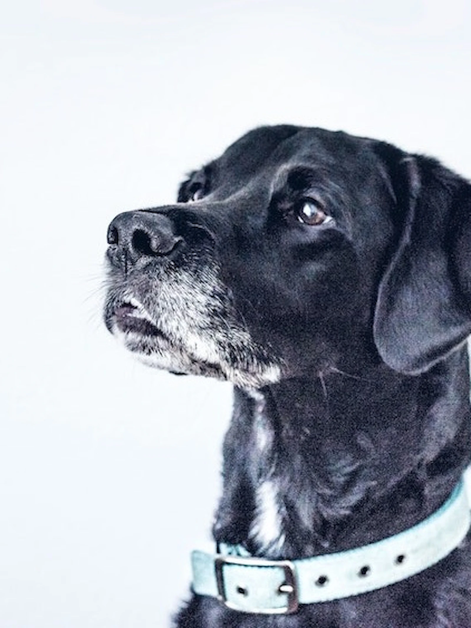 Hond leert 'praten' met hulp van logopedist en wordt YouTube-hit