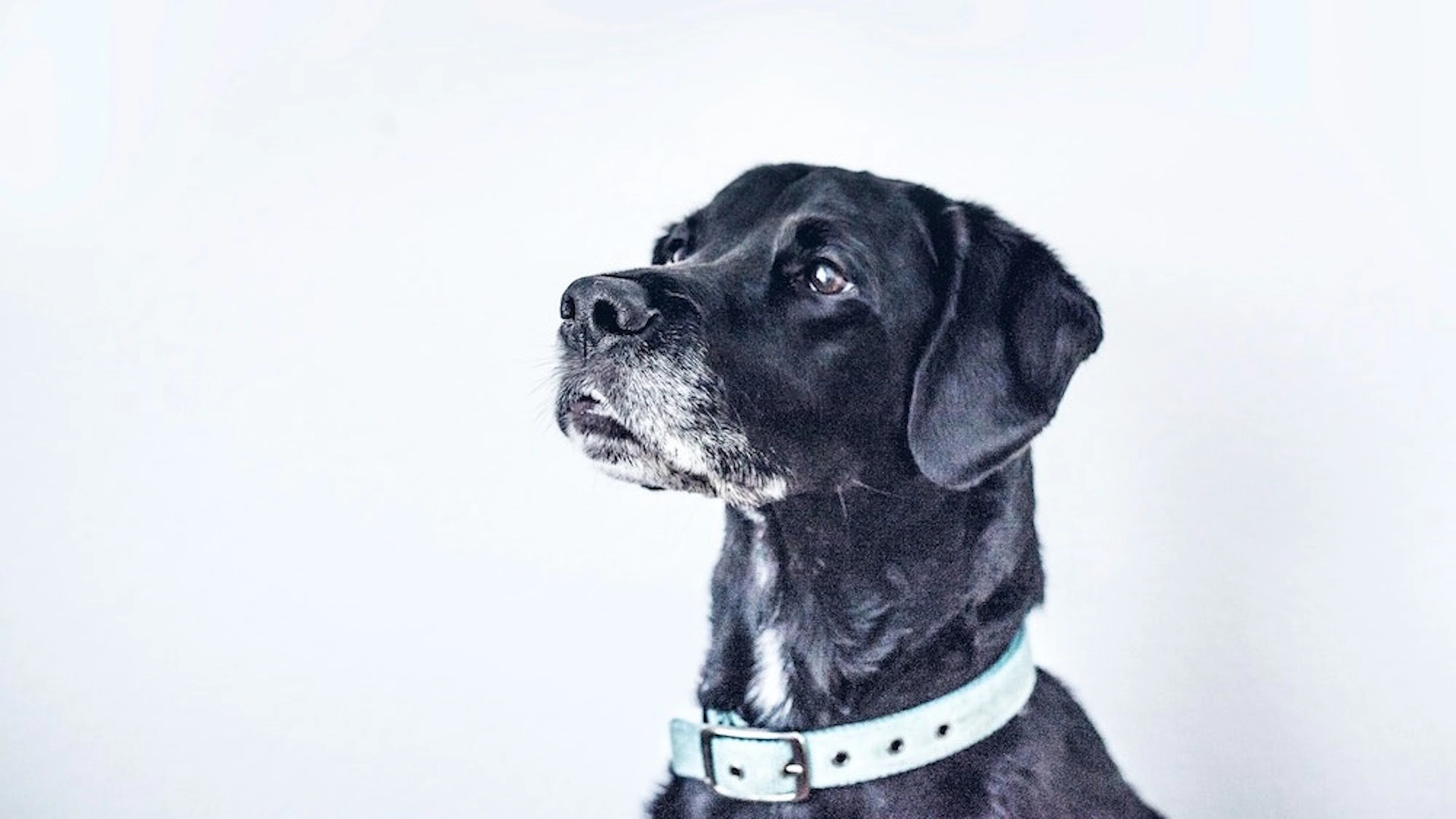 Hond leert 'praten' met hulp van logopedist en wordt YouTube-hit