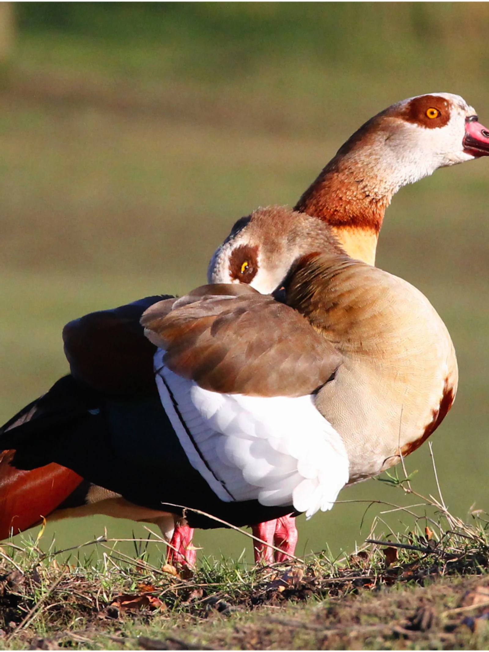 2500 nieuwe soorten in 2050 bedreiging voor biodiversiteit