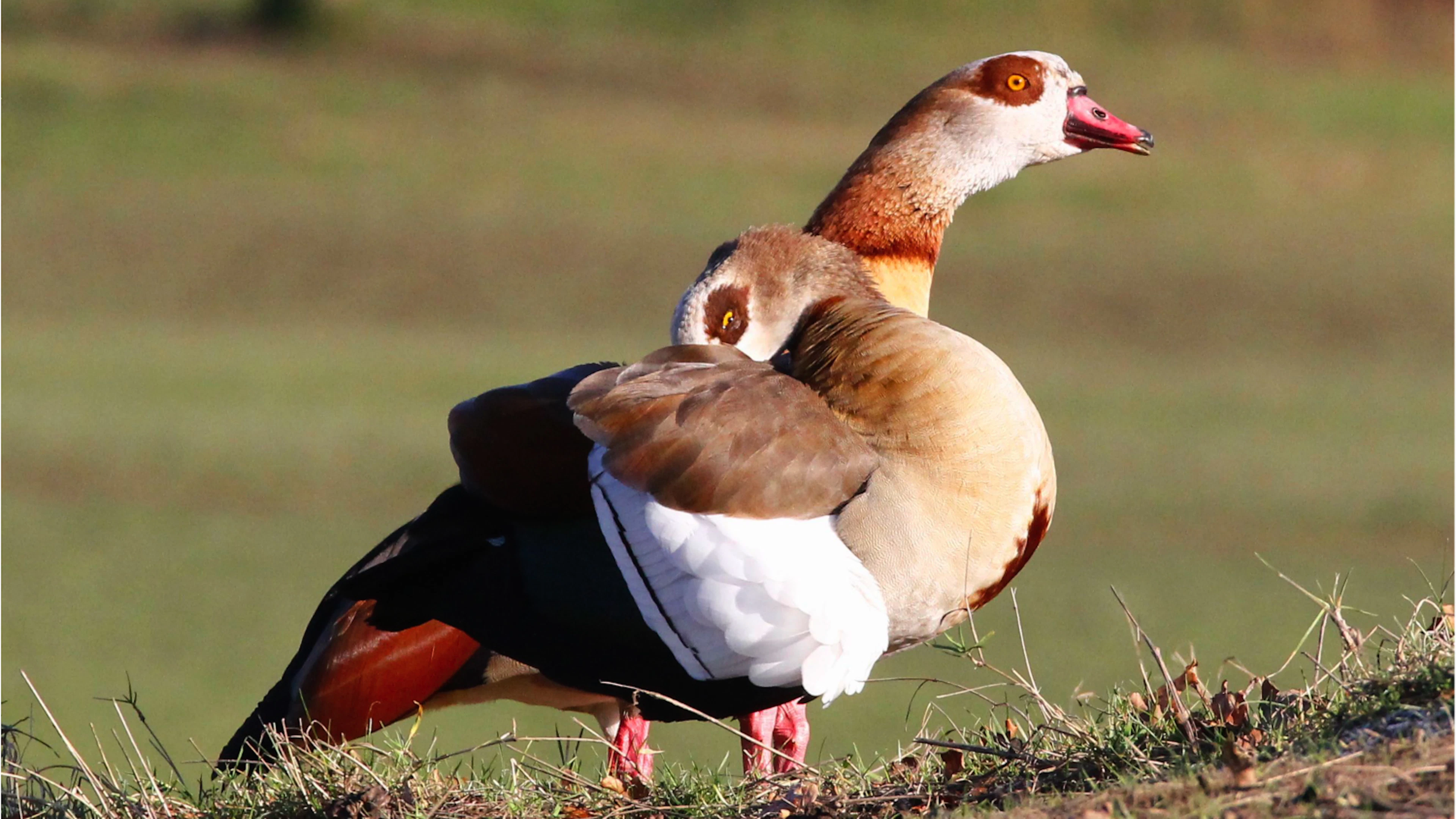 2500 nieuwe soorten in 2050 bedreiging voor biodiversiteit