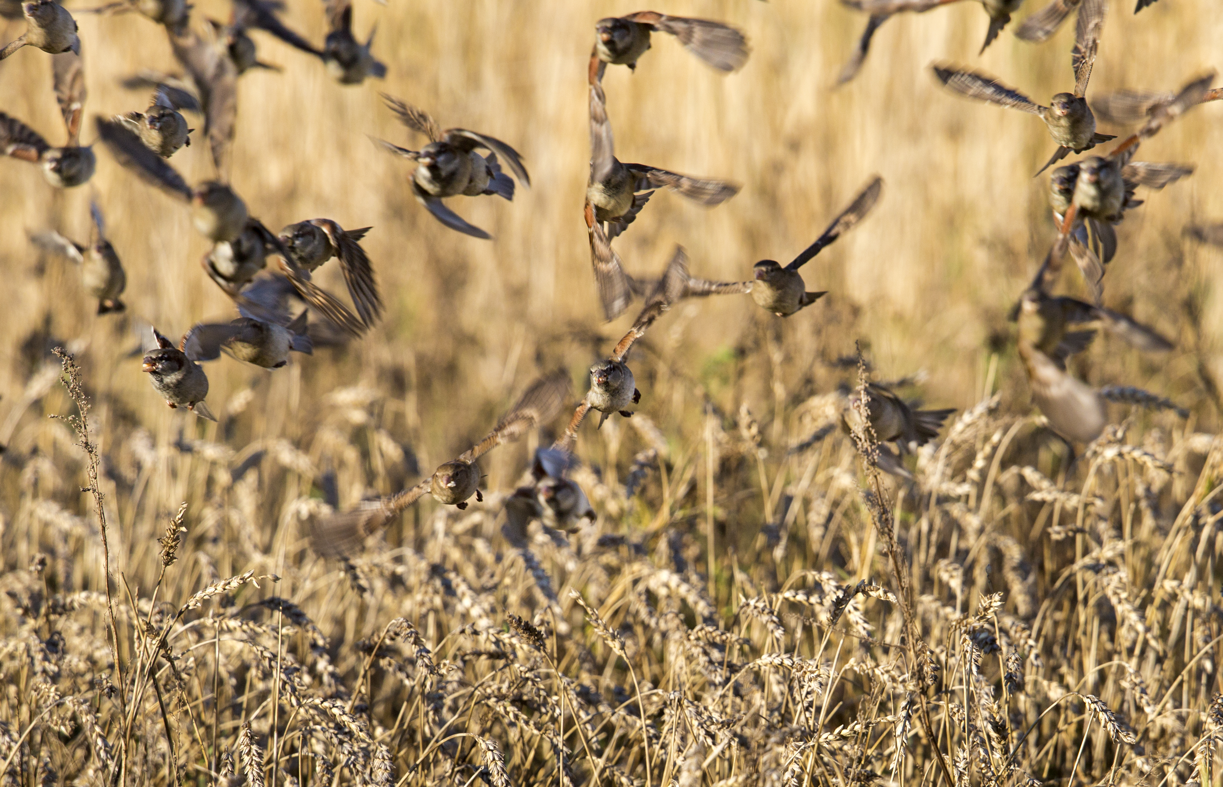 'Biodiversiteit zal blijven achteruit boeren'