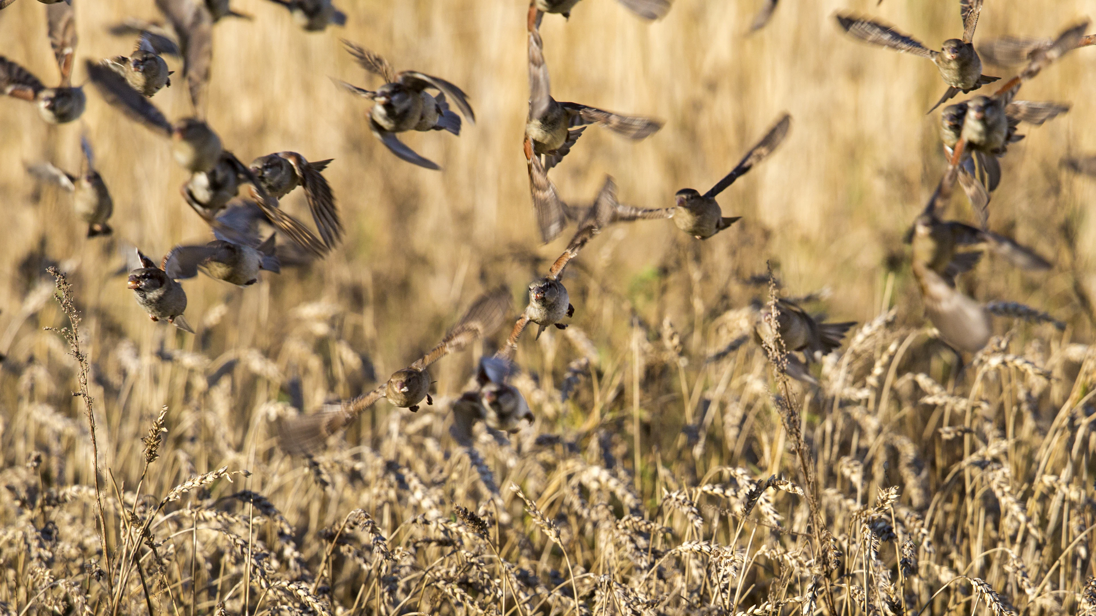 'Biodiversiteit zal blijven achteruit boeren'