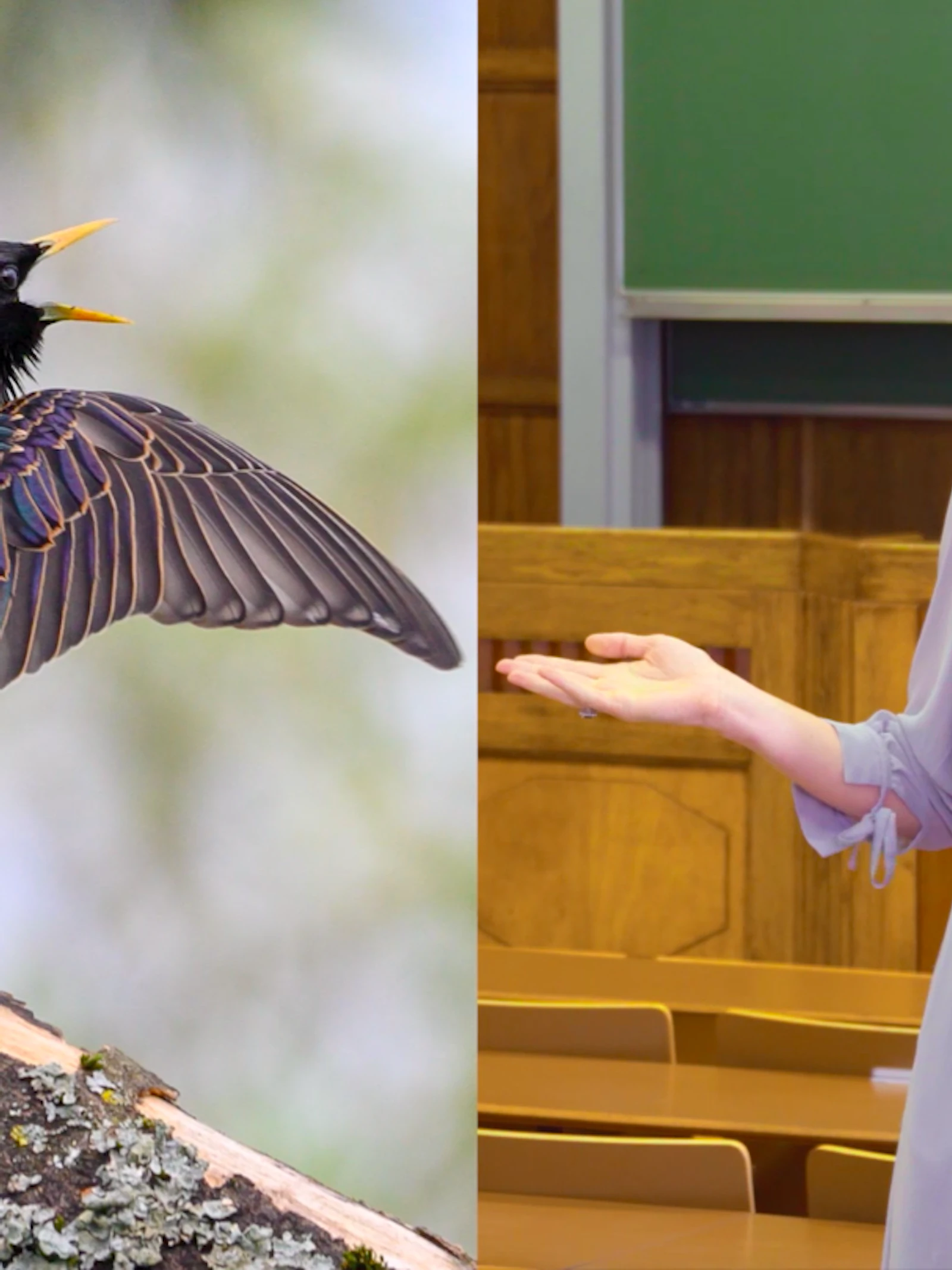 Testosteron doet vogels beter zingen