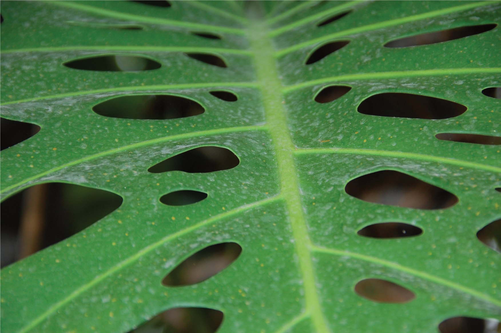 Waarom heeft een gatenplant gaten?