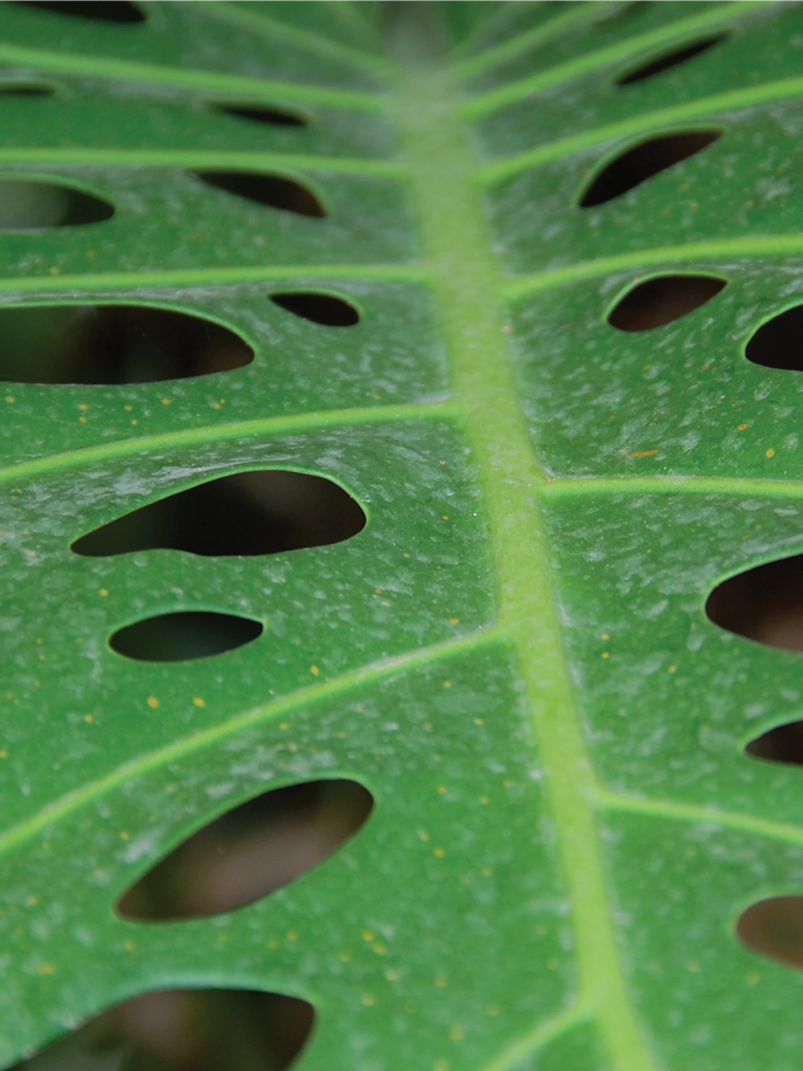 Waarom heeft een gatenplant gaten?