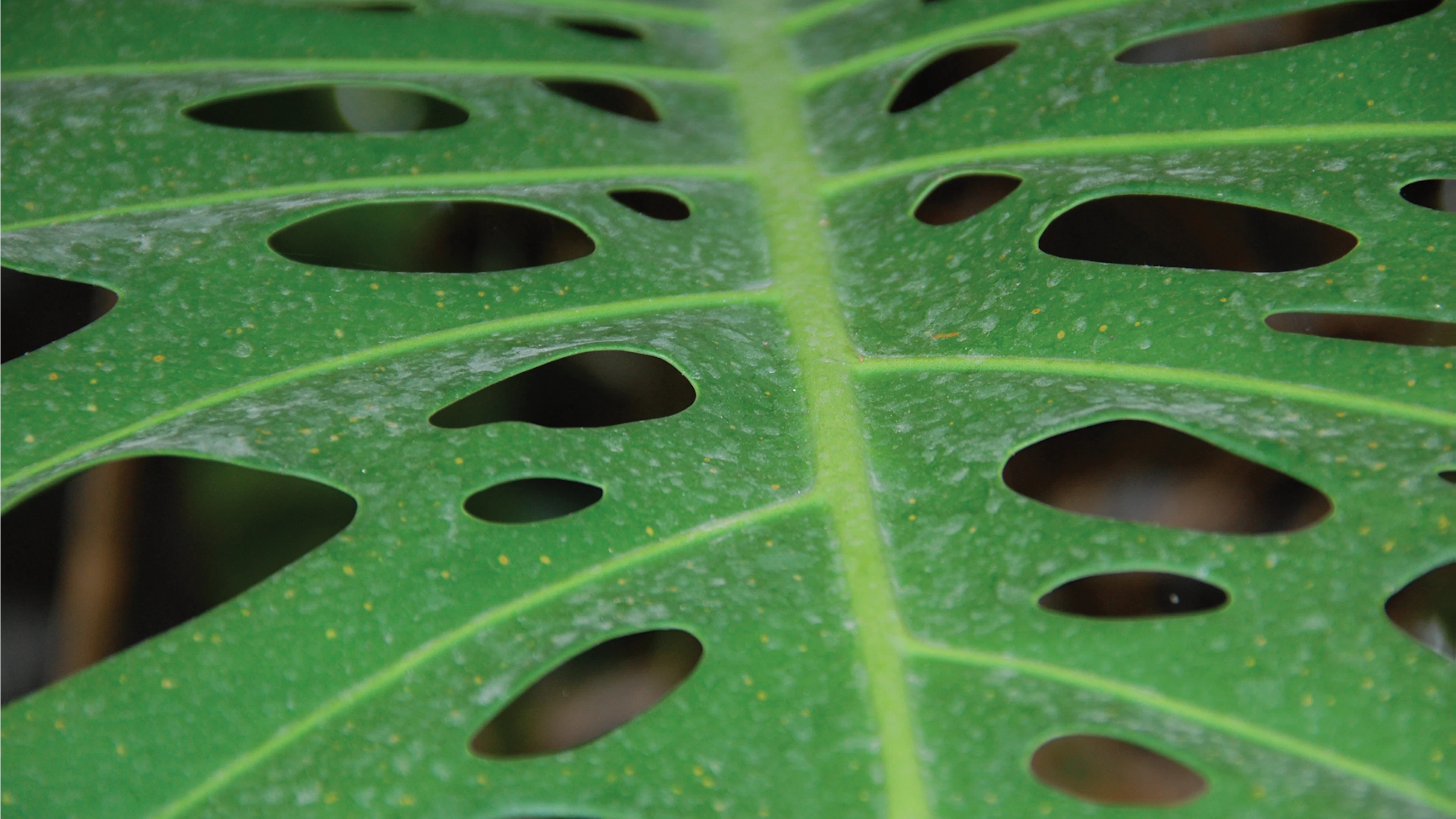 Waarom heeft een gatenplant gaten?