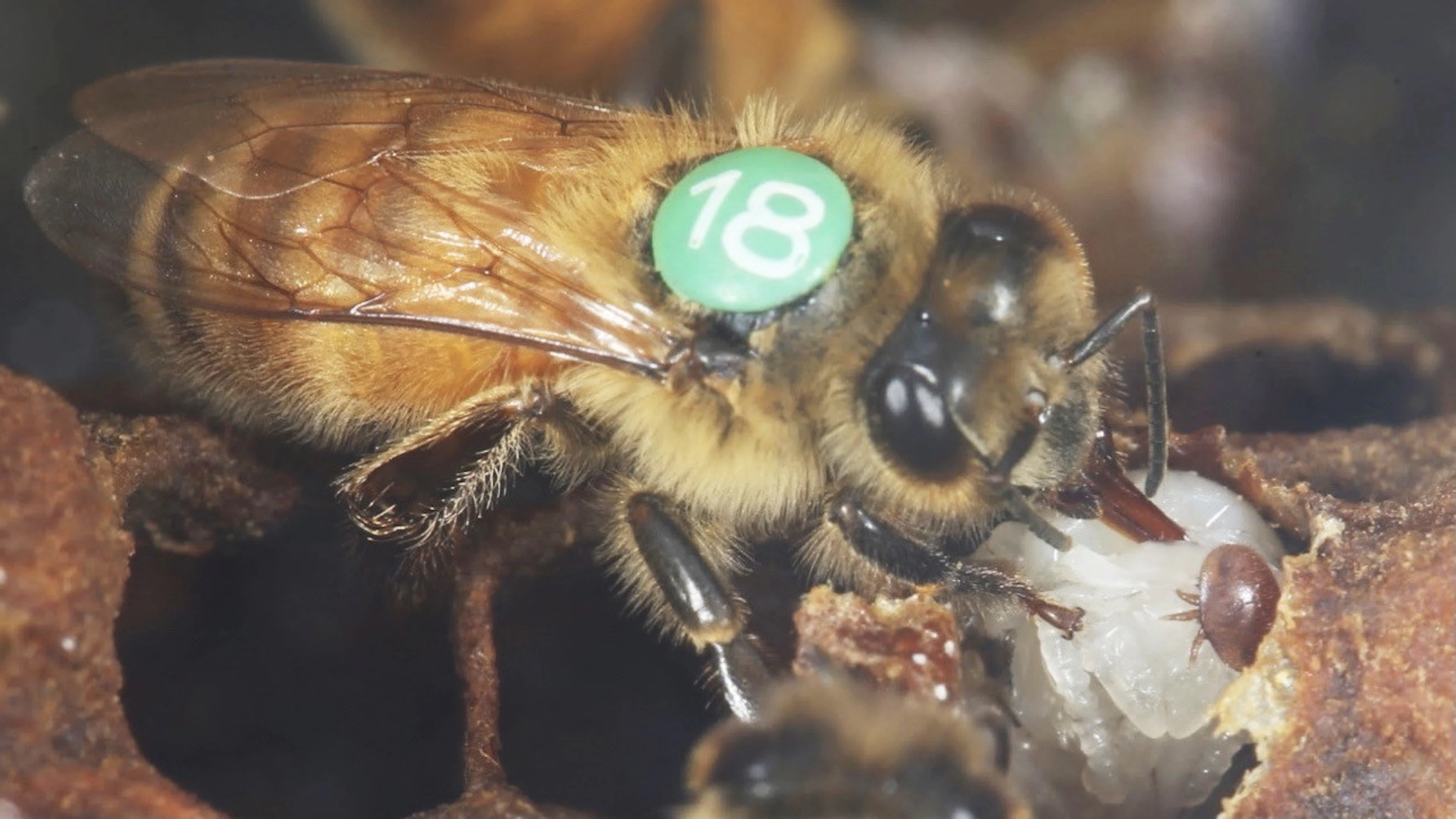 Werkbij ruikt gevaarlijke varroamijt en komt in actie