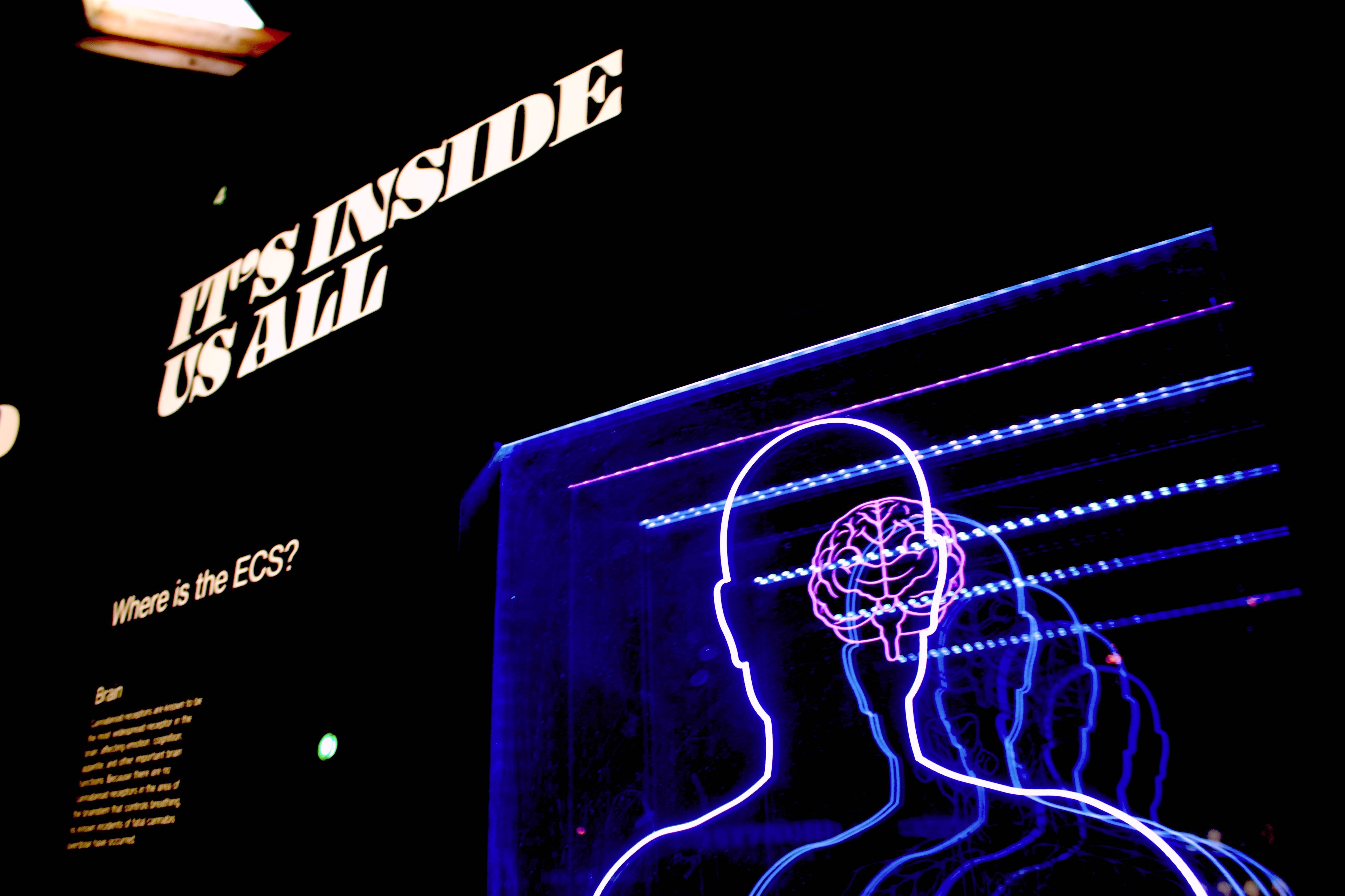 Hersenspinsels: een editie over cognitie