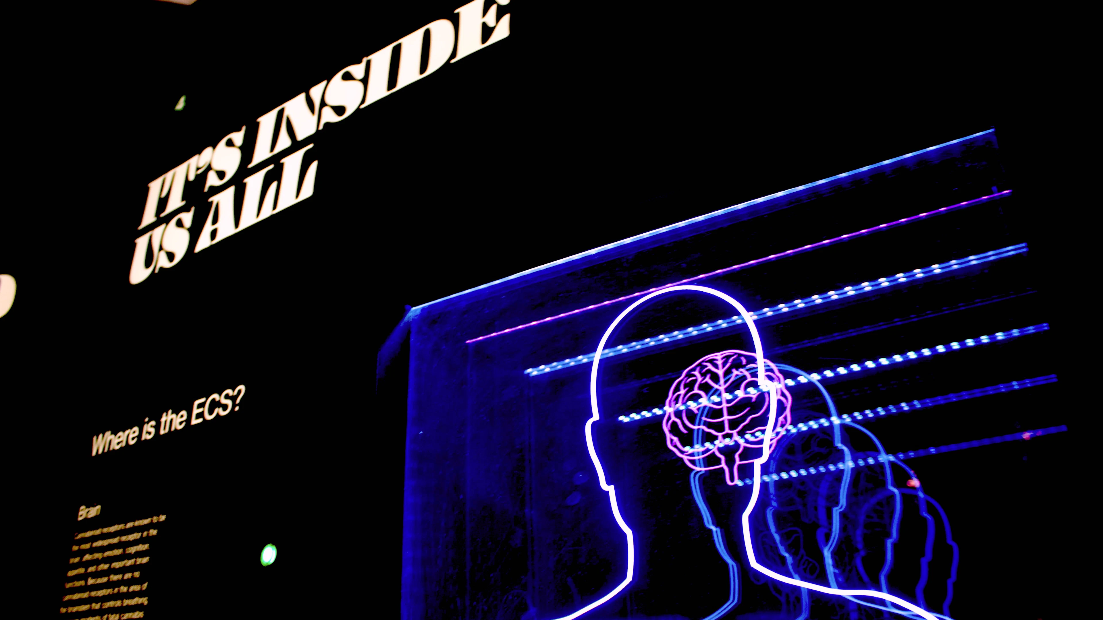 Hersenspinsels: een editie over cognitie