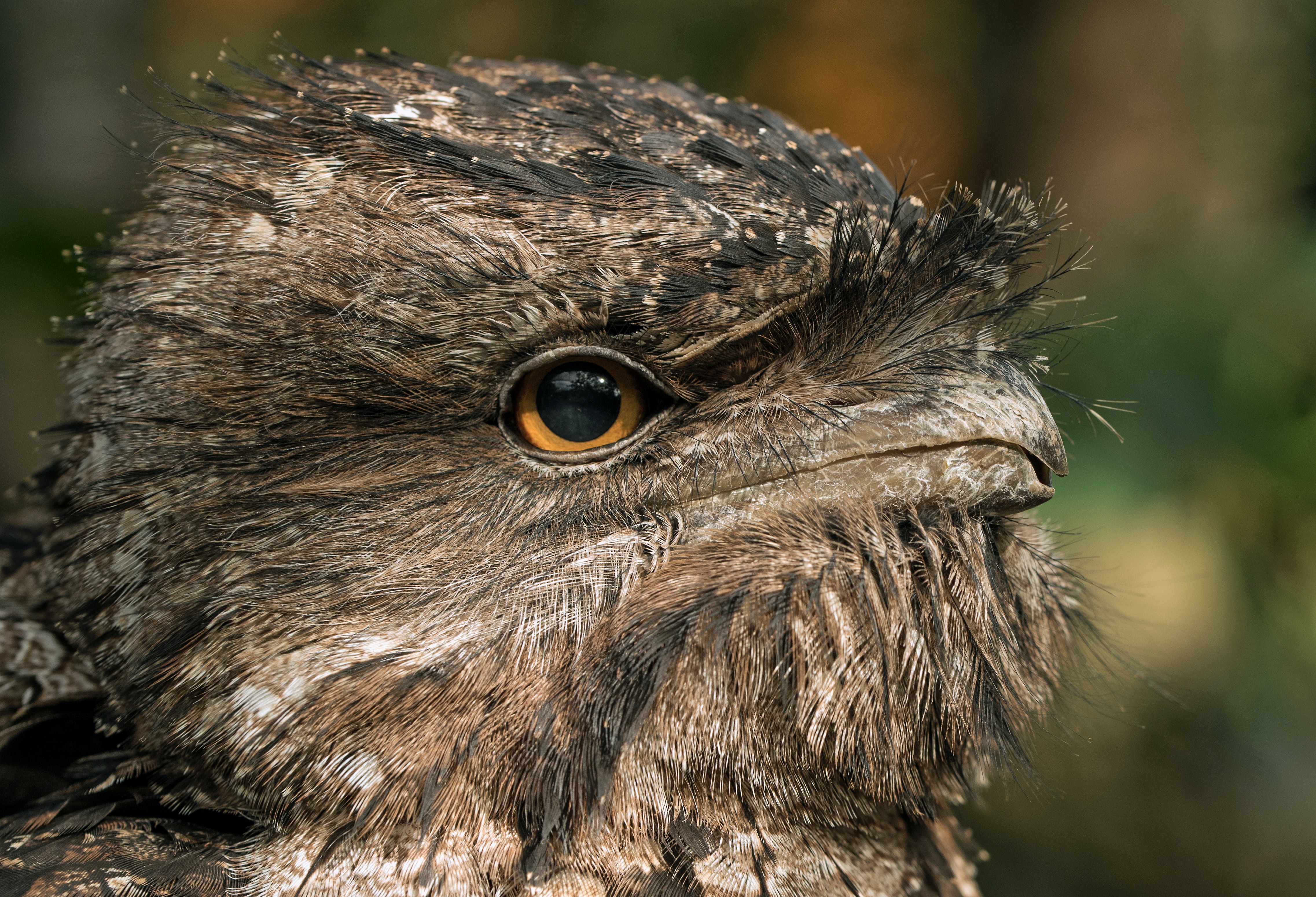 Rare vogels scoren altijd