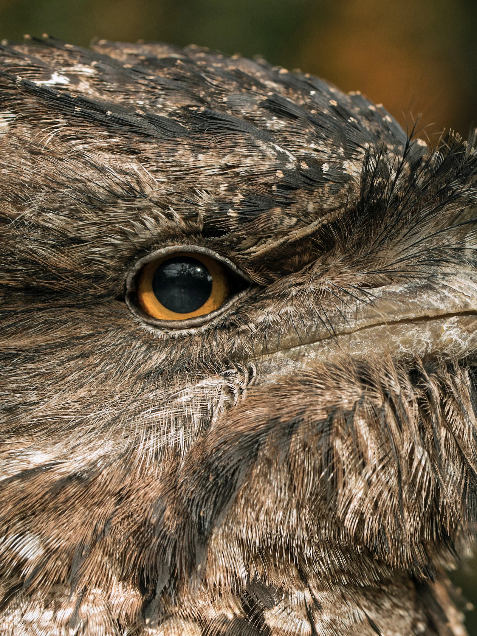 Rare vogels scoren altijd