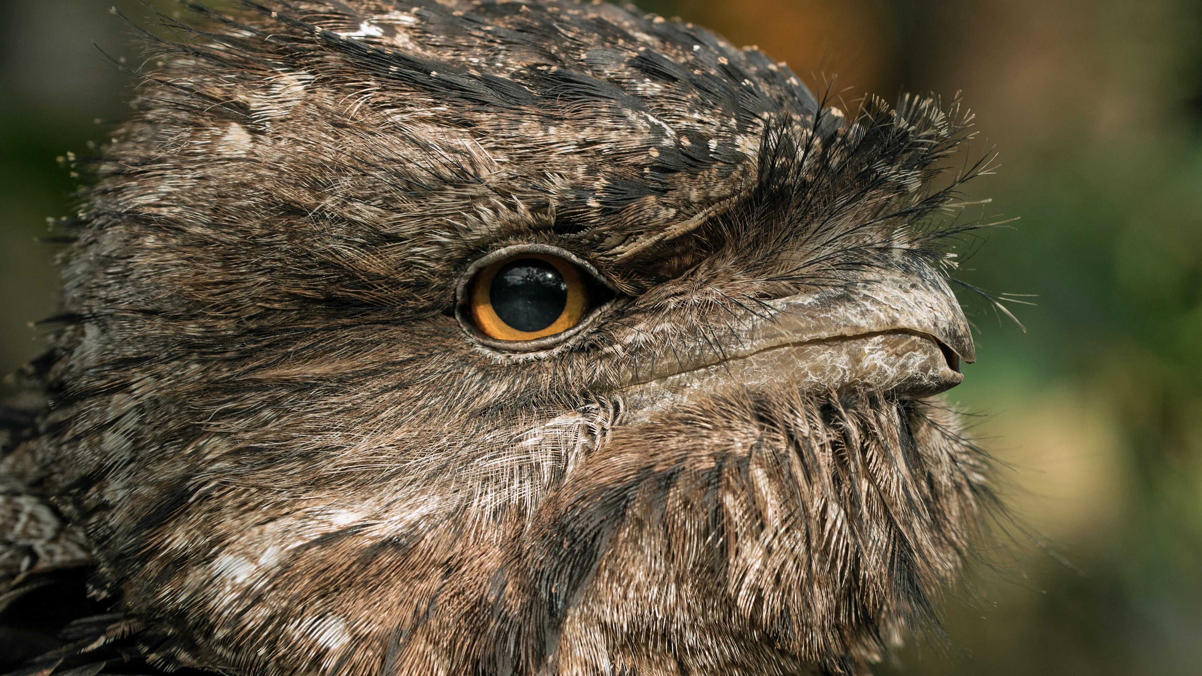 Rare vogels scoren altijd