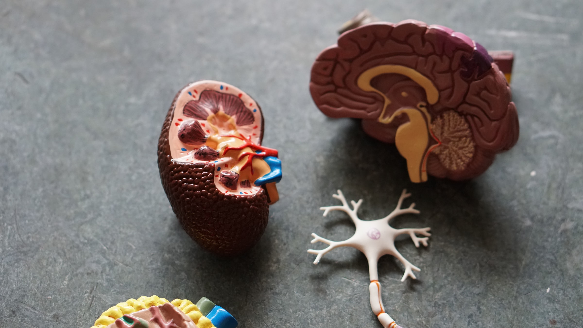 Dieet verandert de hersenactiviteit bij ADHD