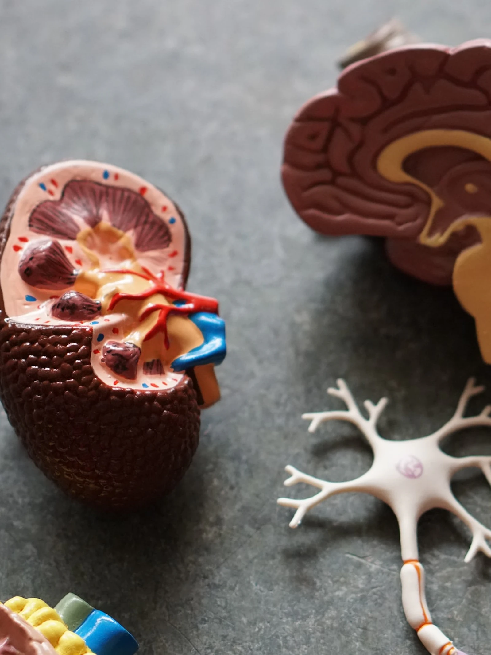 Dieet verandert de hersenactiviteit bij ADHD