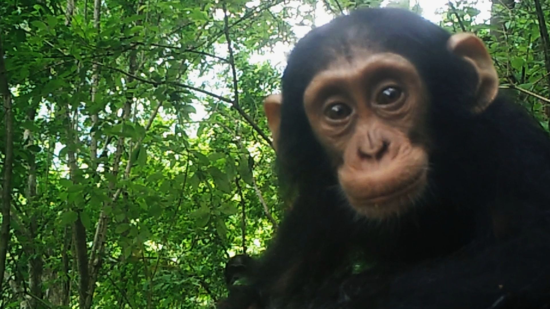 Oostelijke chimpanzee in afgelegen stuk bergwoud in het oosten van DR Congo. (Screenshot uit documentaire Mbudha)