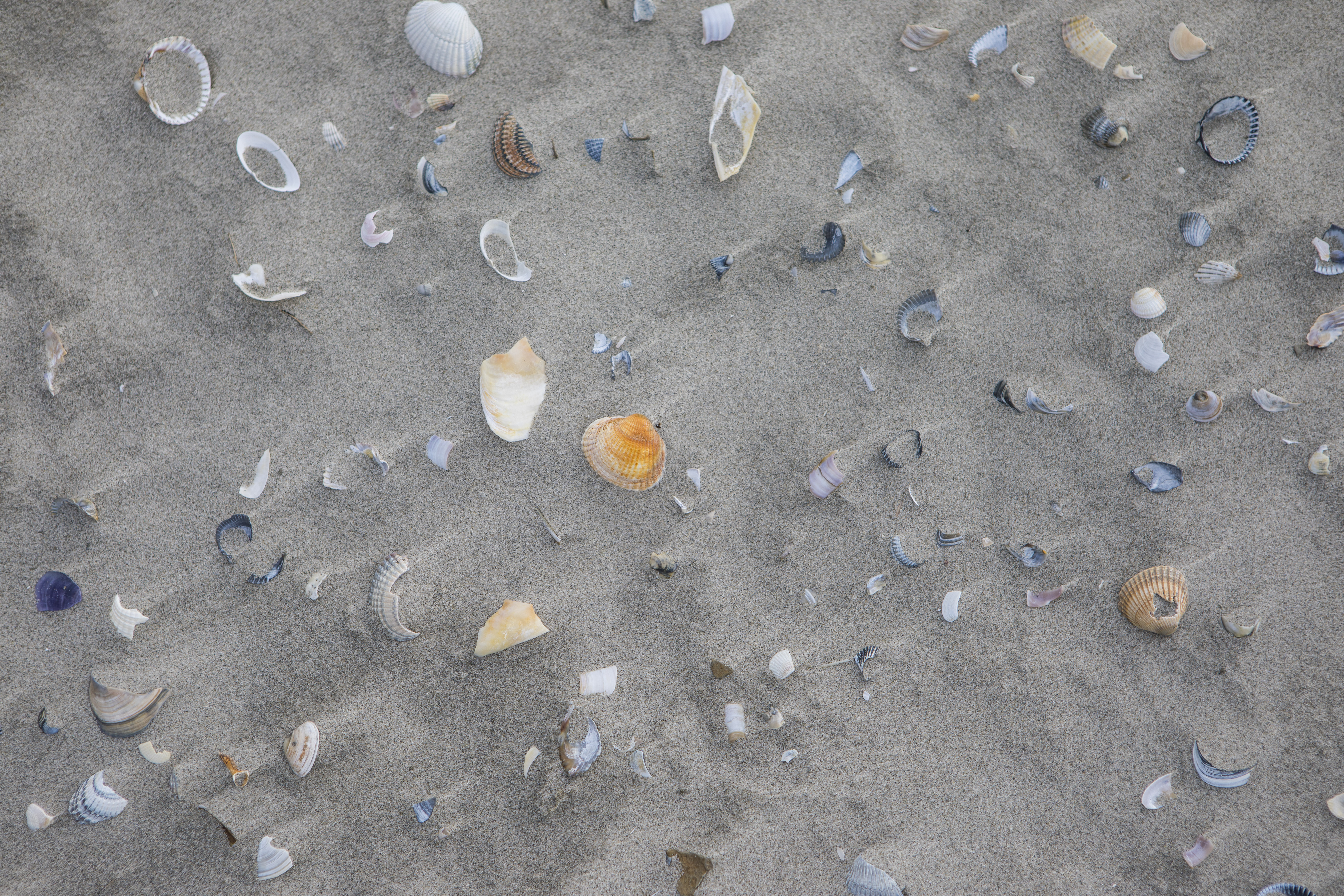 Test je schelpenkennis