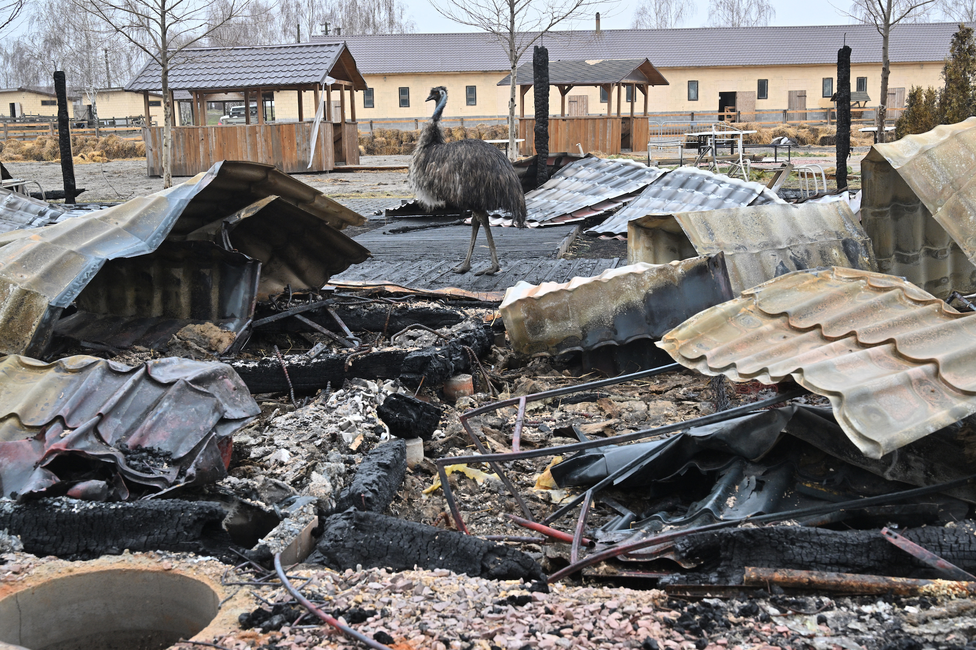 Dierentuinen als collateral damage in oorlogstijd