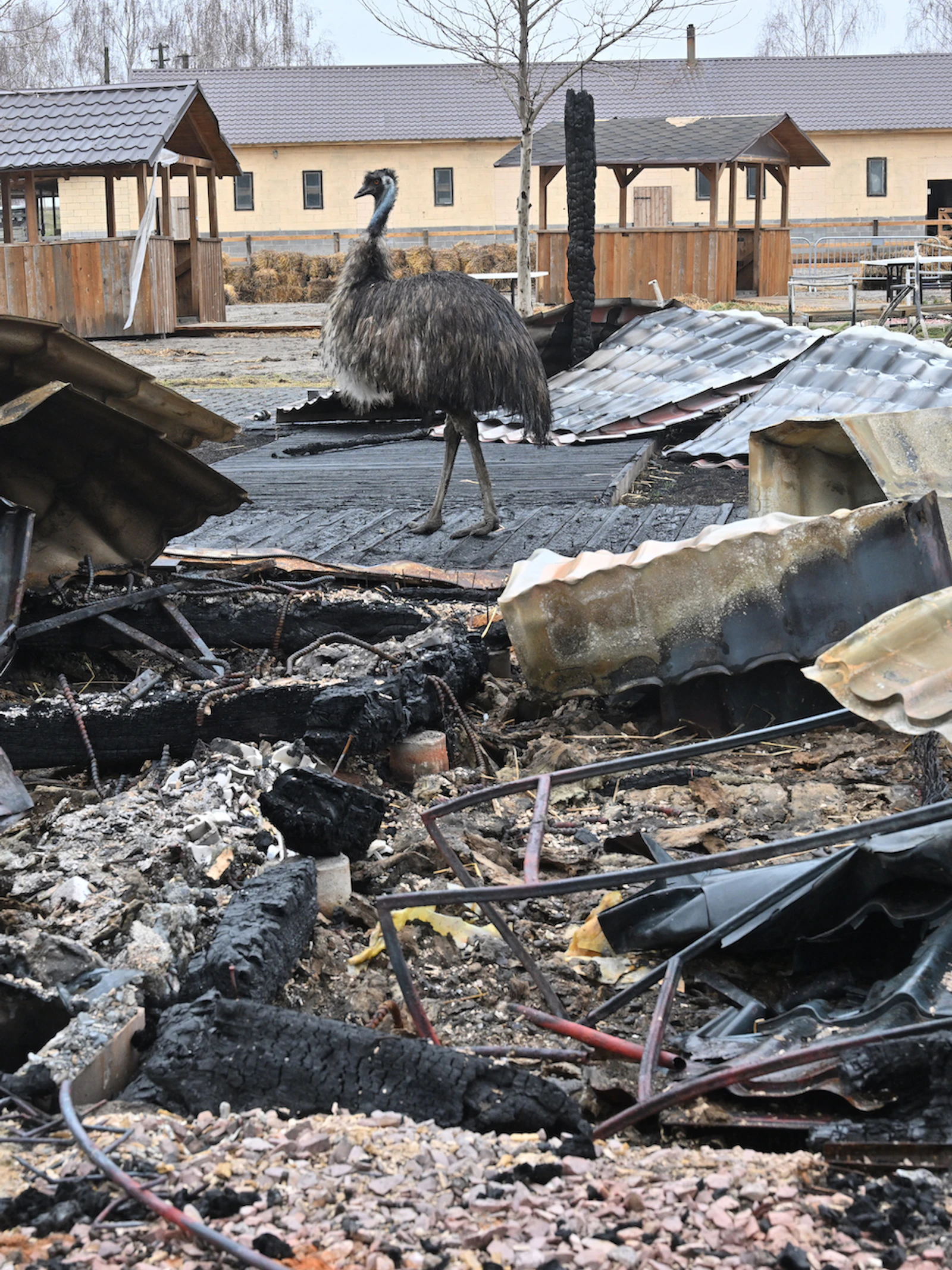 Dierentuinen als collateral damage in oorlogstijd