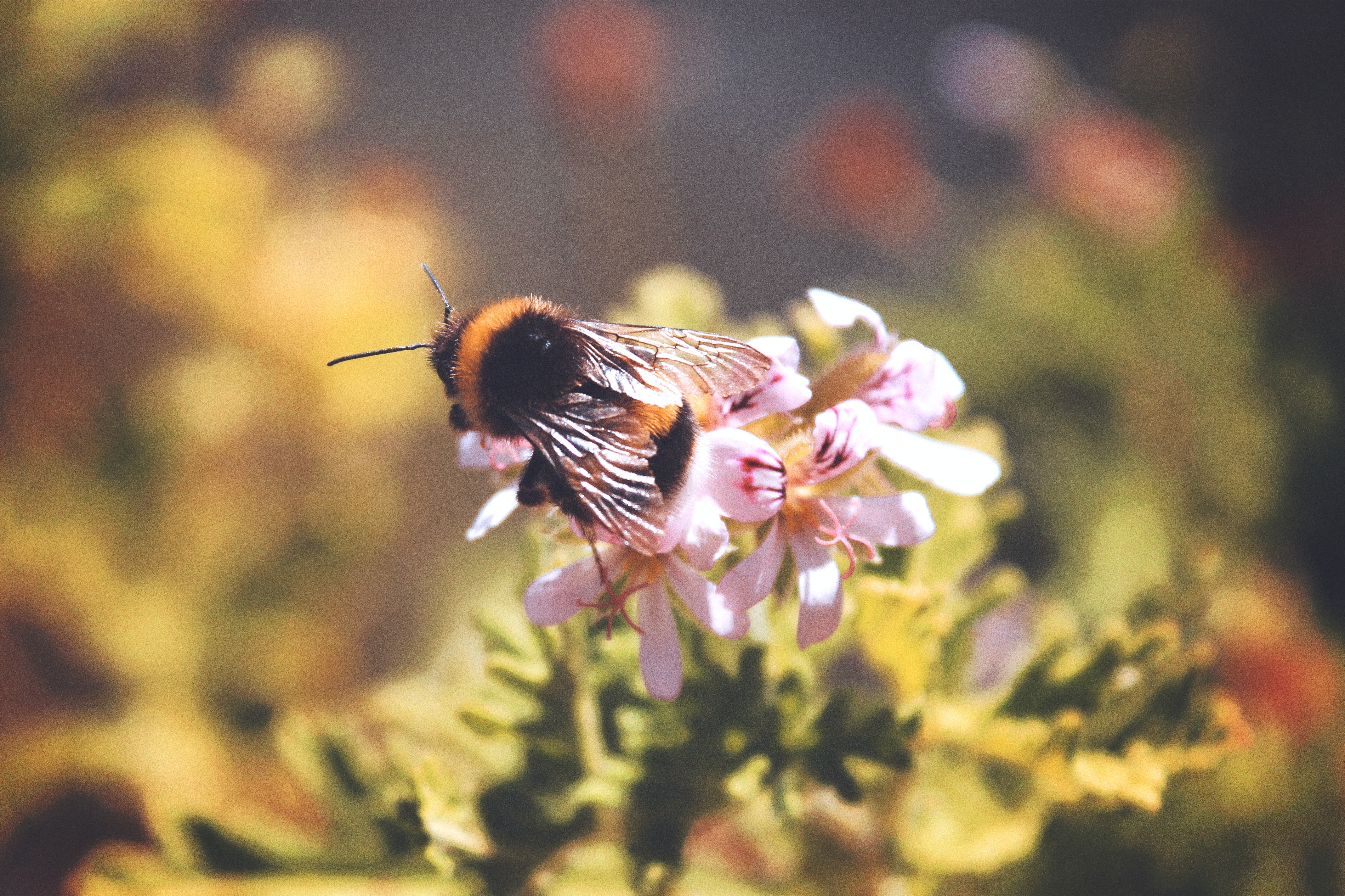 Voor alle karweien groot en klein, moet je bij insecten zijn