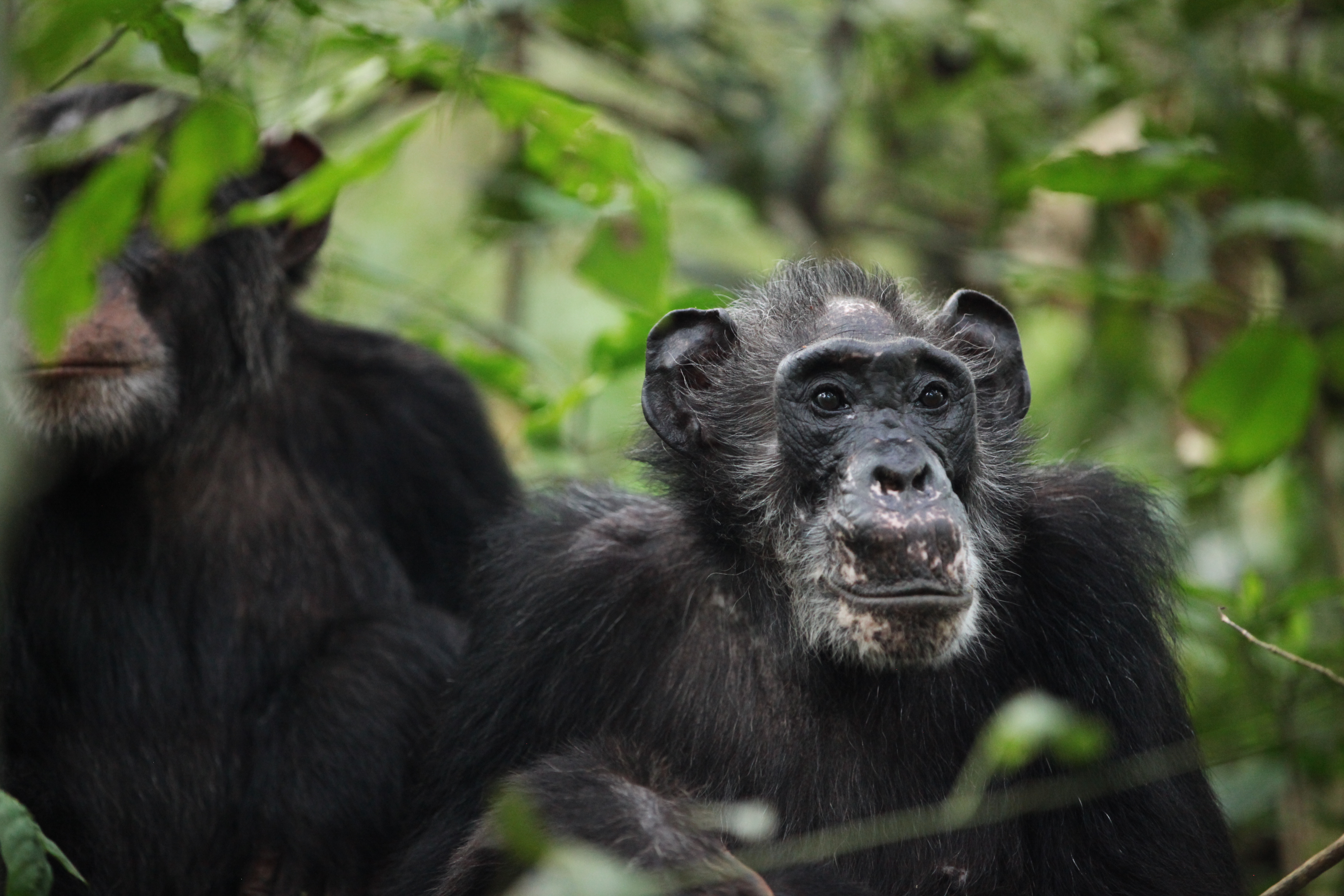 Sommige chimpansees hebben een menopauze. Wat zegt dat over de mens?