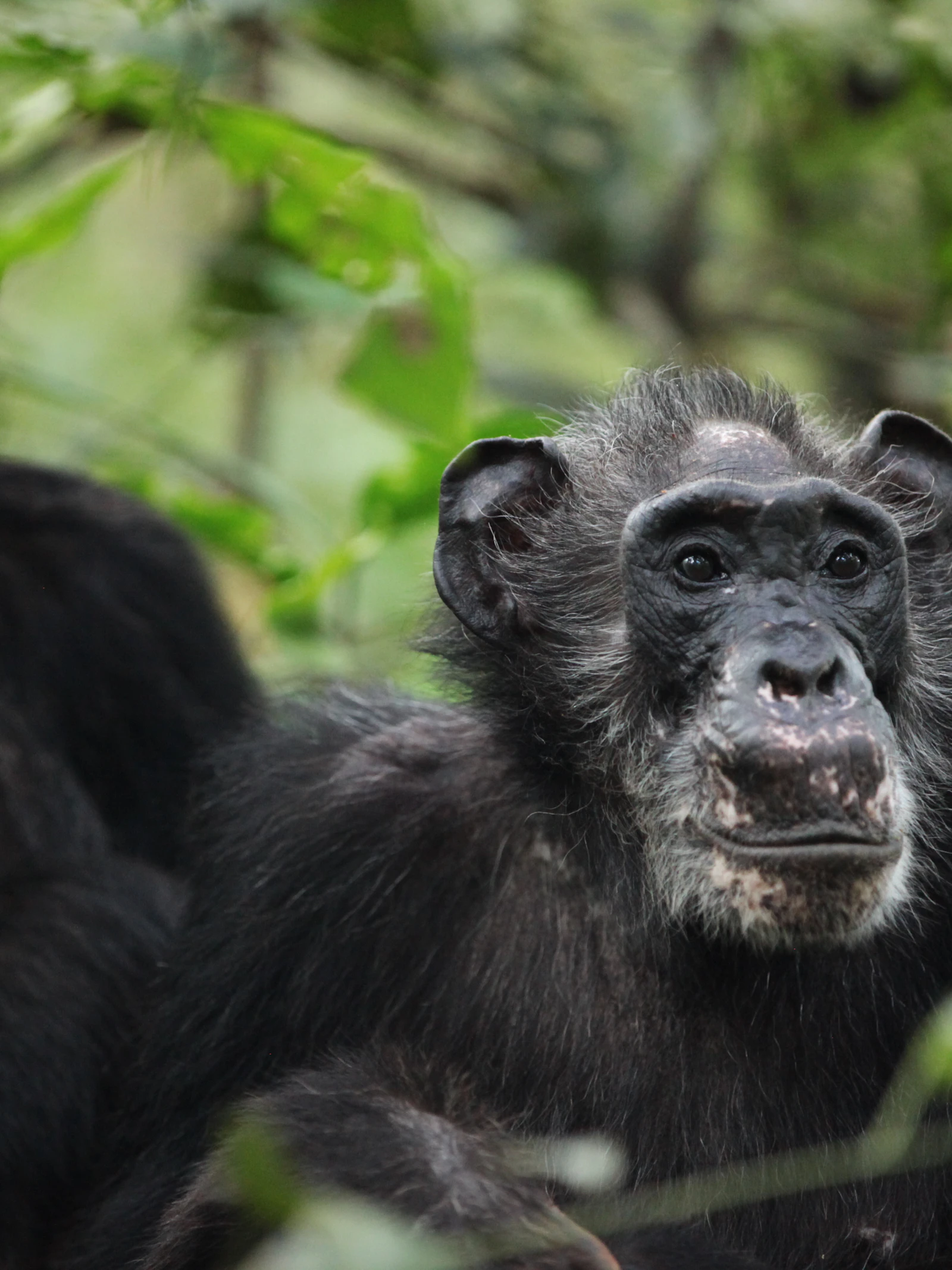 Sommige chimpansees hebben een menopauze. Wat zegt dat over de mens?