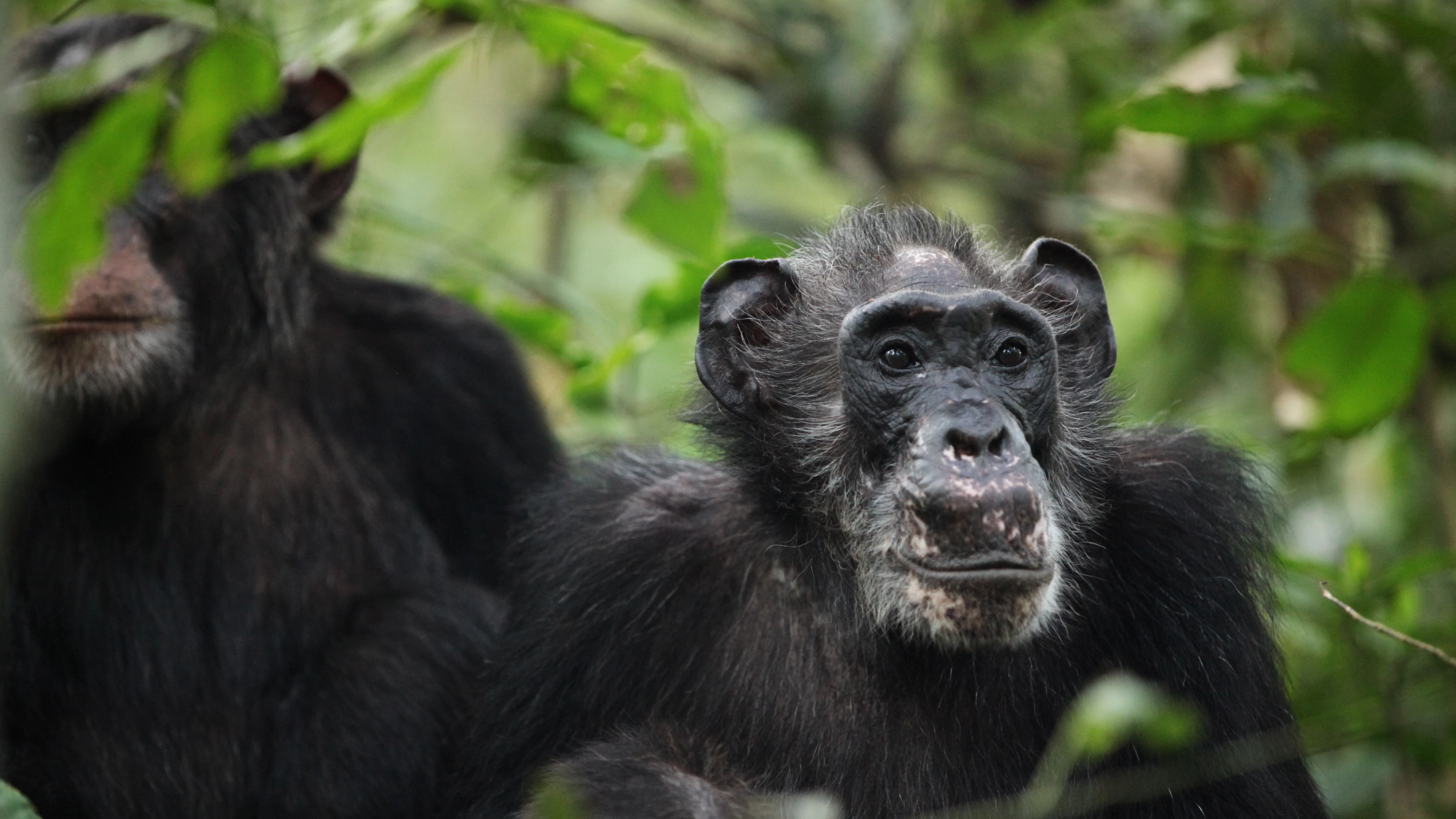 Sommige chimpansees hebben een menopauze. Wat zegt dat over de mens?