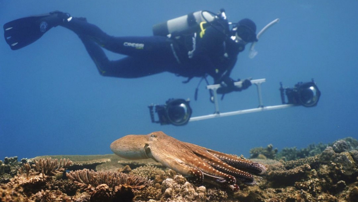 Octopussen lijken vissen te rekruteren als jachtgezellen