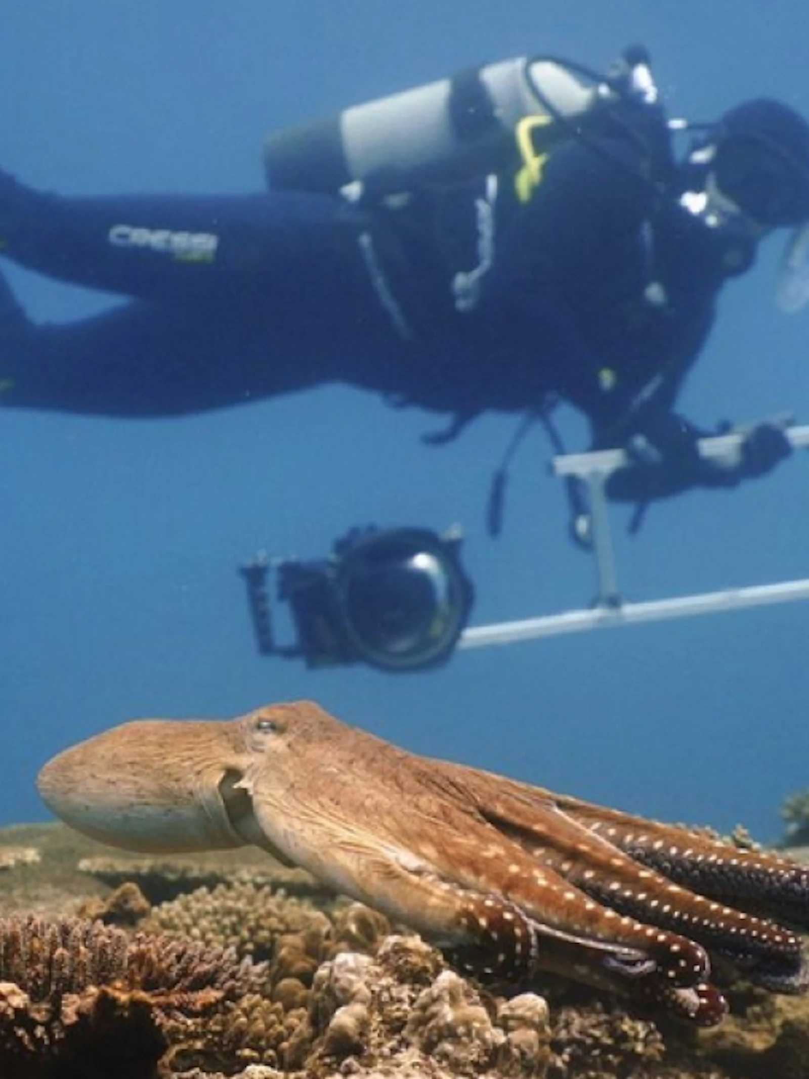 Octopussen lijken vissen te rekruteren als jachtgezellen