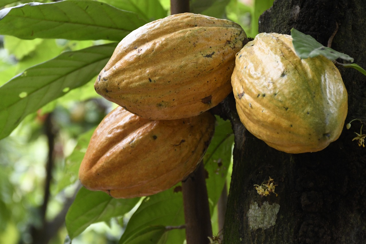 Cacao is ouder dan je zou denken