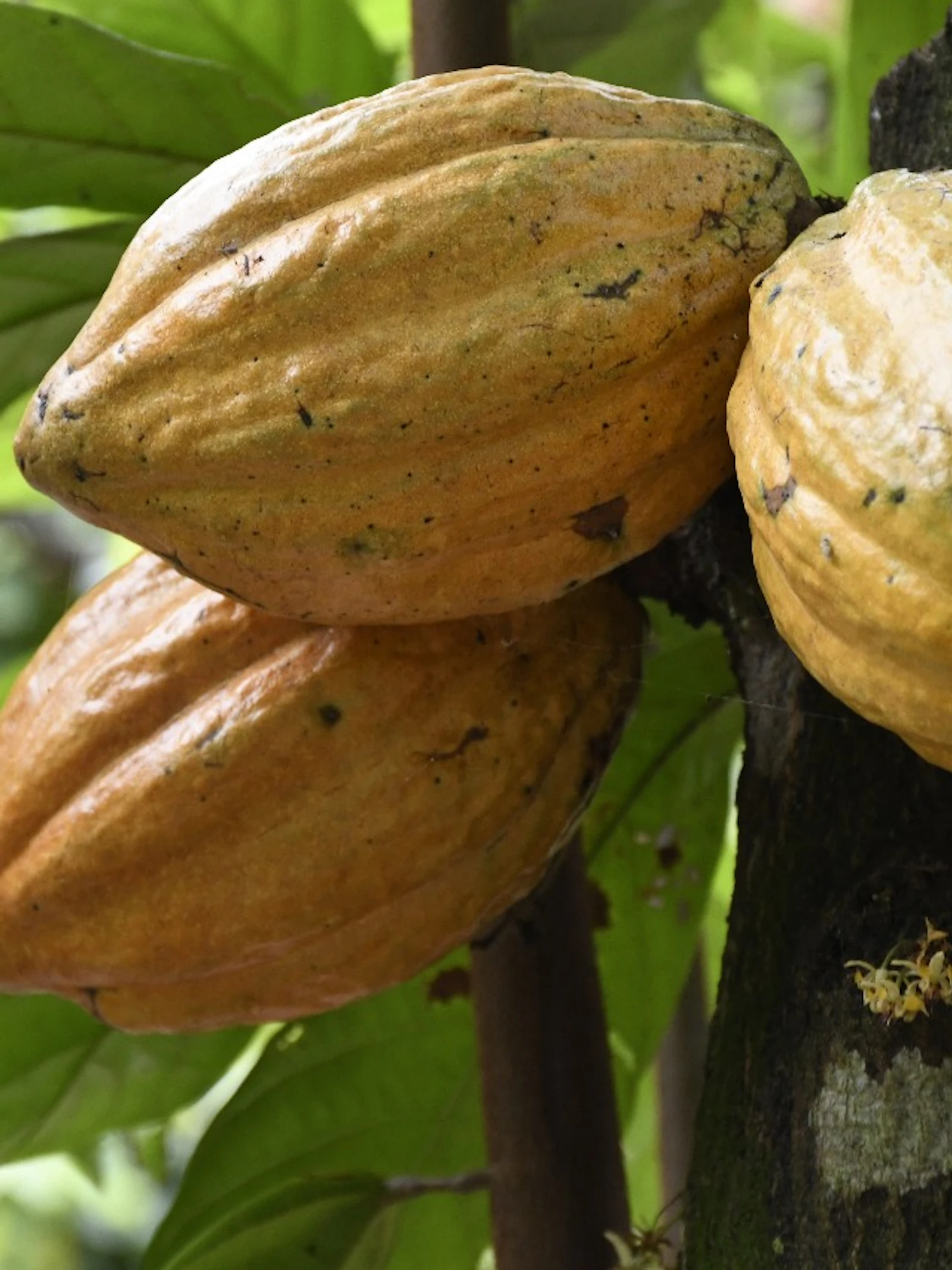 Cacao is ouder dan je zou denken