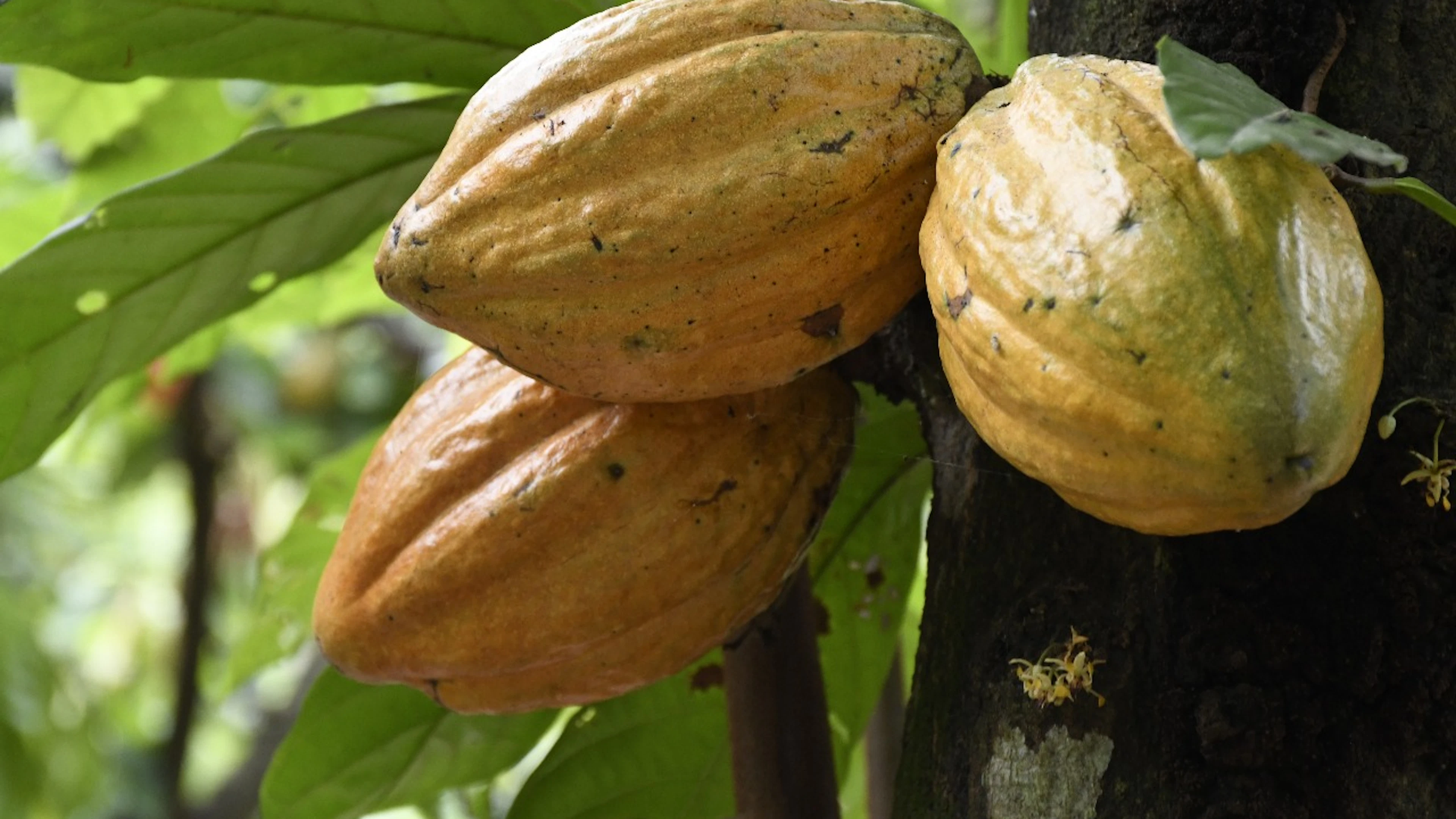 Cacao is ouder dan je zou denken