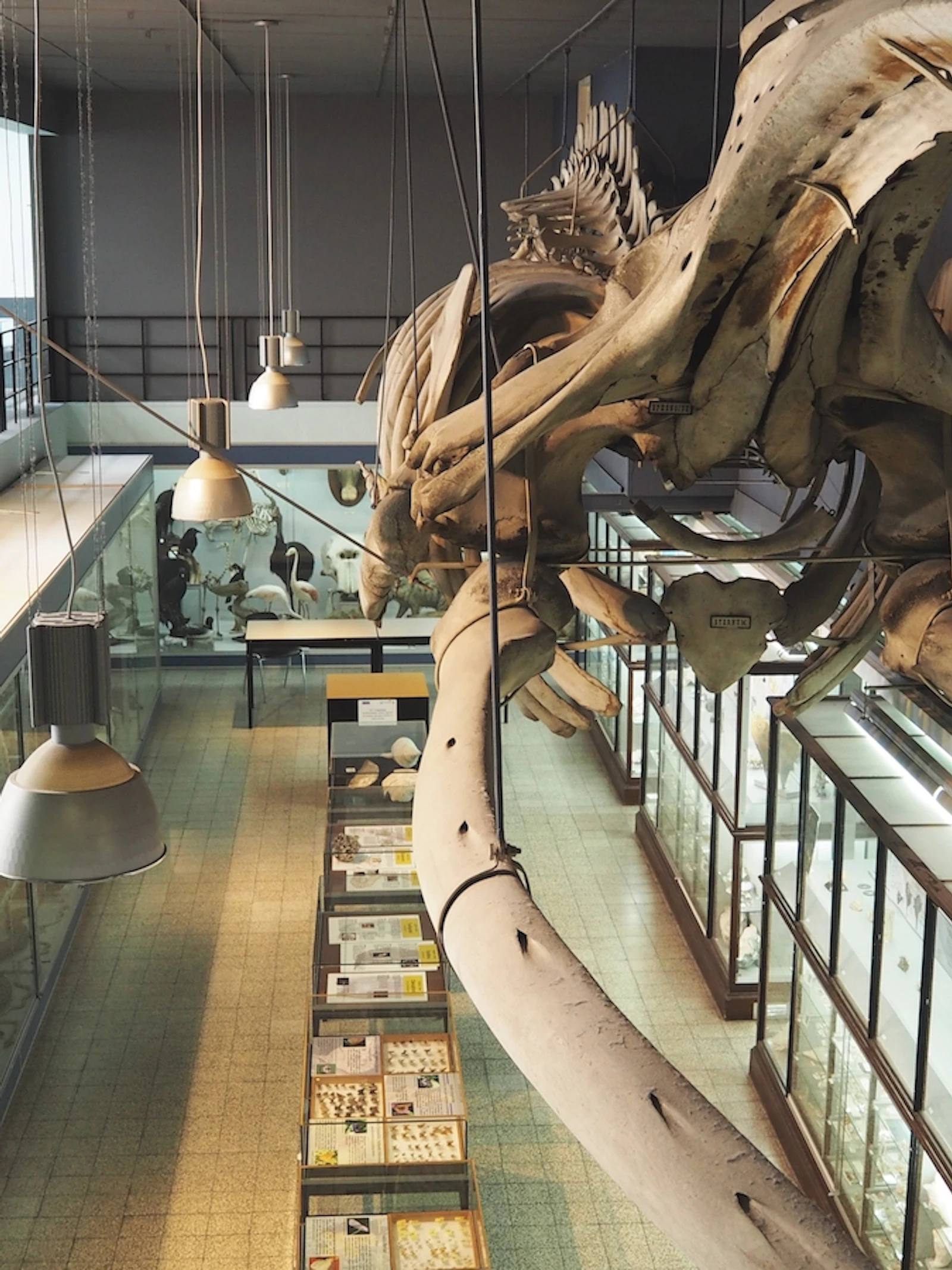 Van kikker tot kennisbank: waarom we onze natuurwetenschappelijke collecties digitaliseren