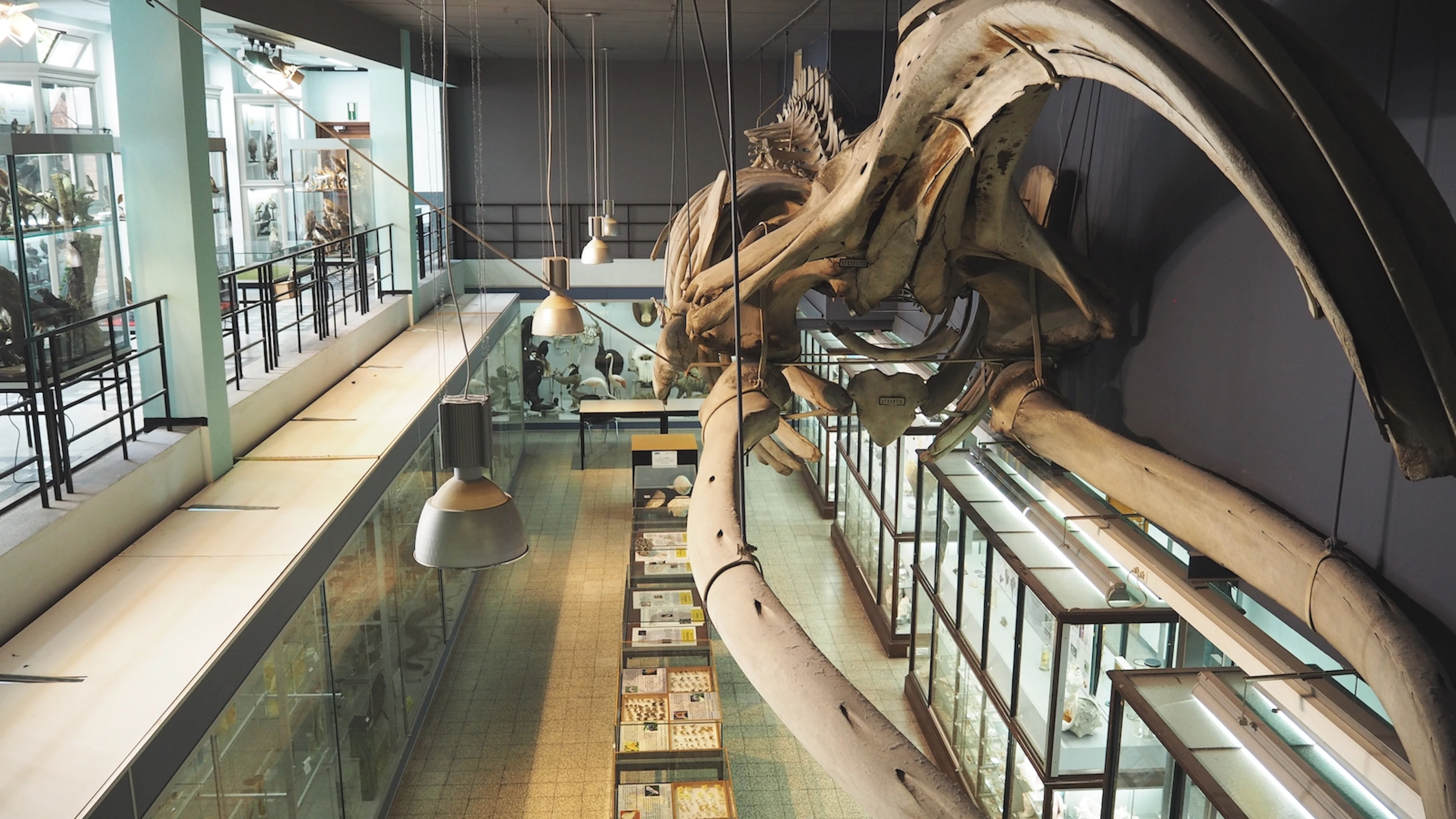 Van kikker tot kennisbank: waarom we onze natuurwetenschappelijke collecties digitaliseren