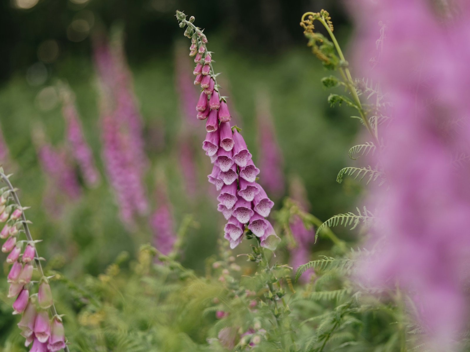 Vijf giftige planten die misschien gewoon in je tuin groeien