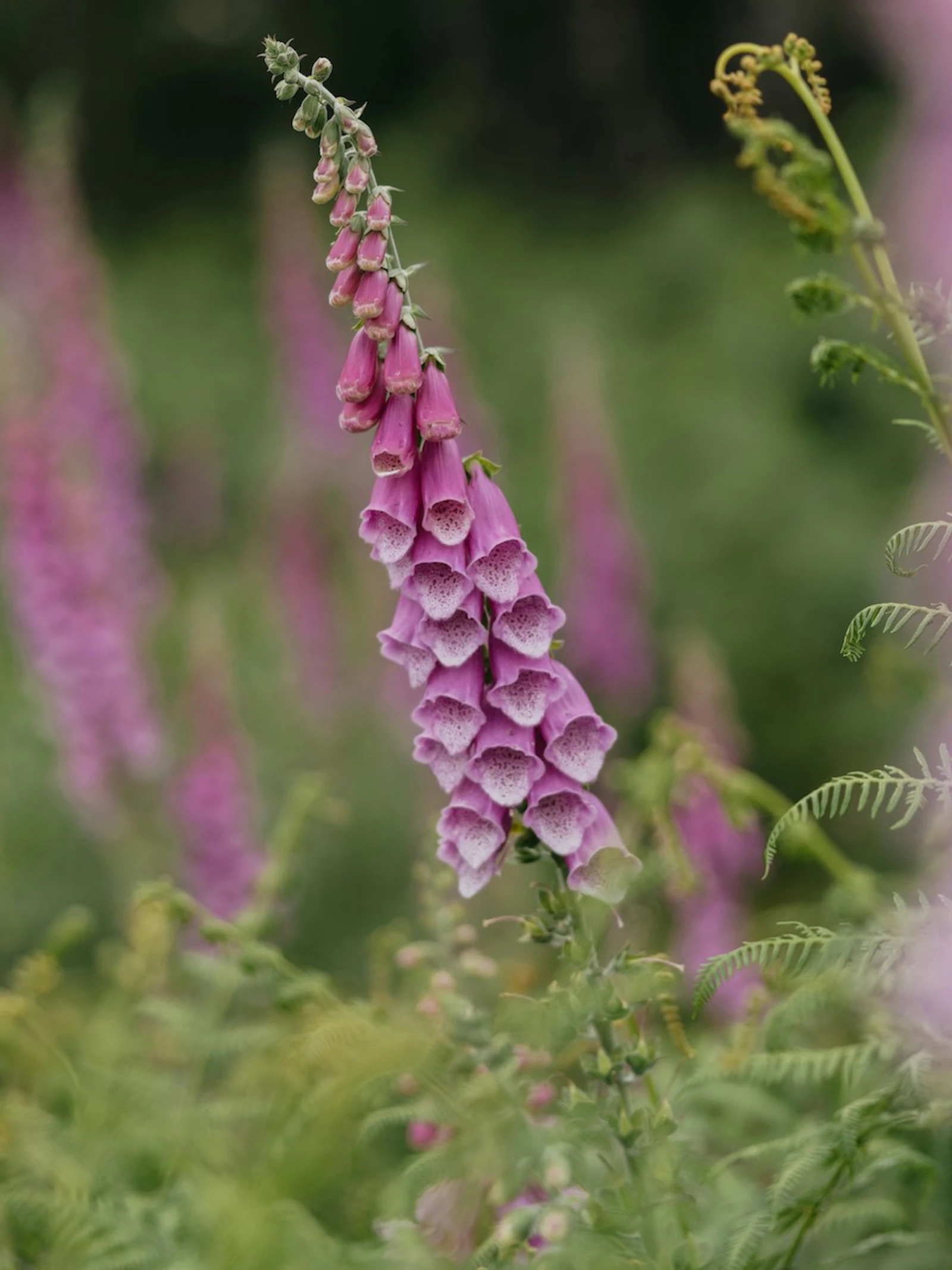 Vijf giftige planten die misschien gewoon in je tuin groeien