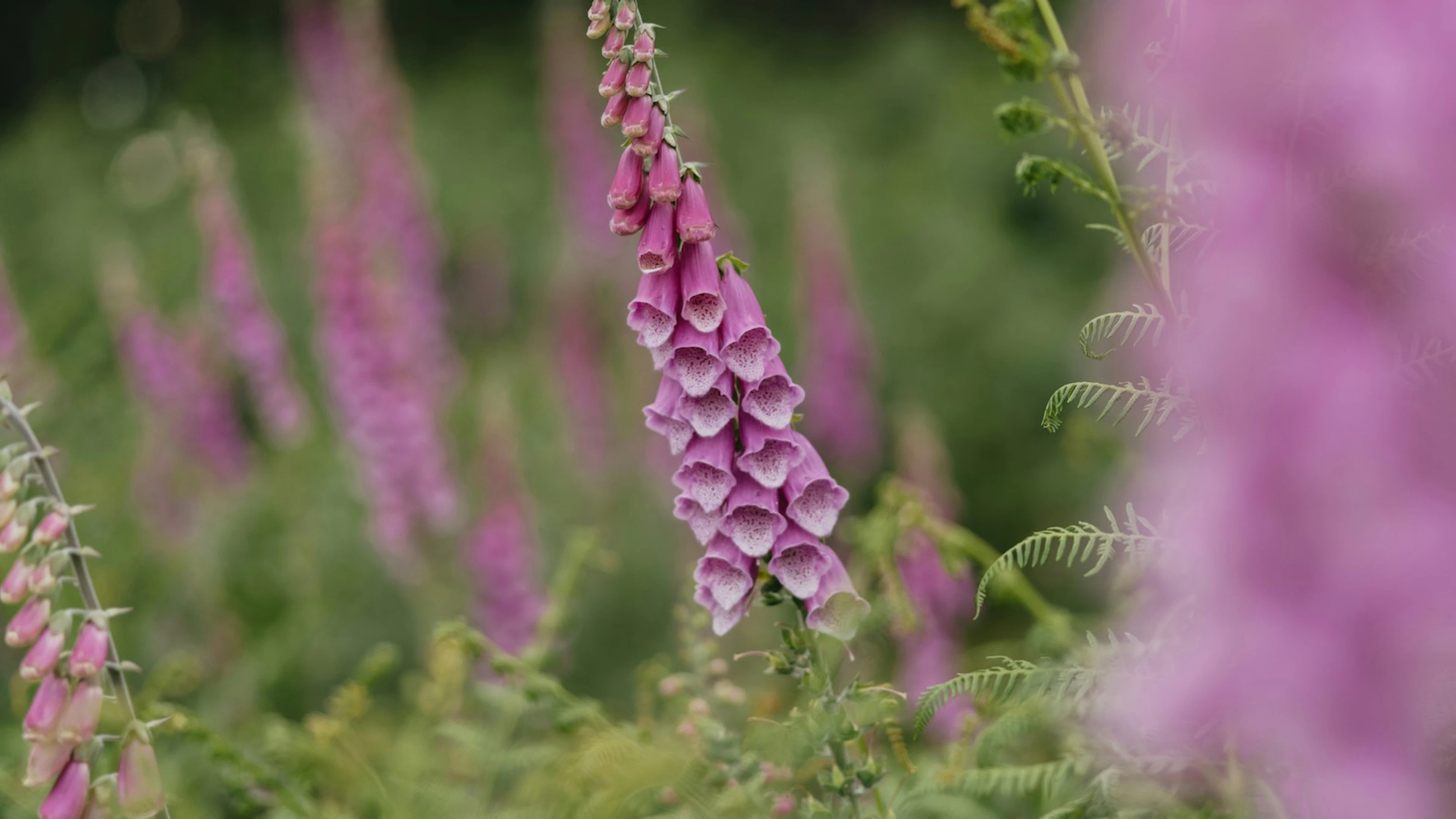 Vijf giftige planten die misschien gewoon in je tuin groeien