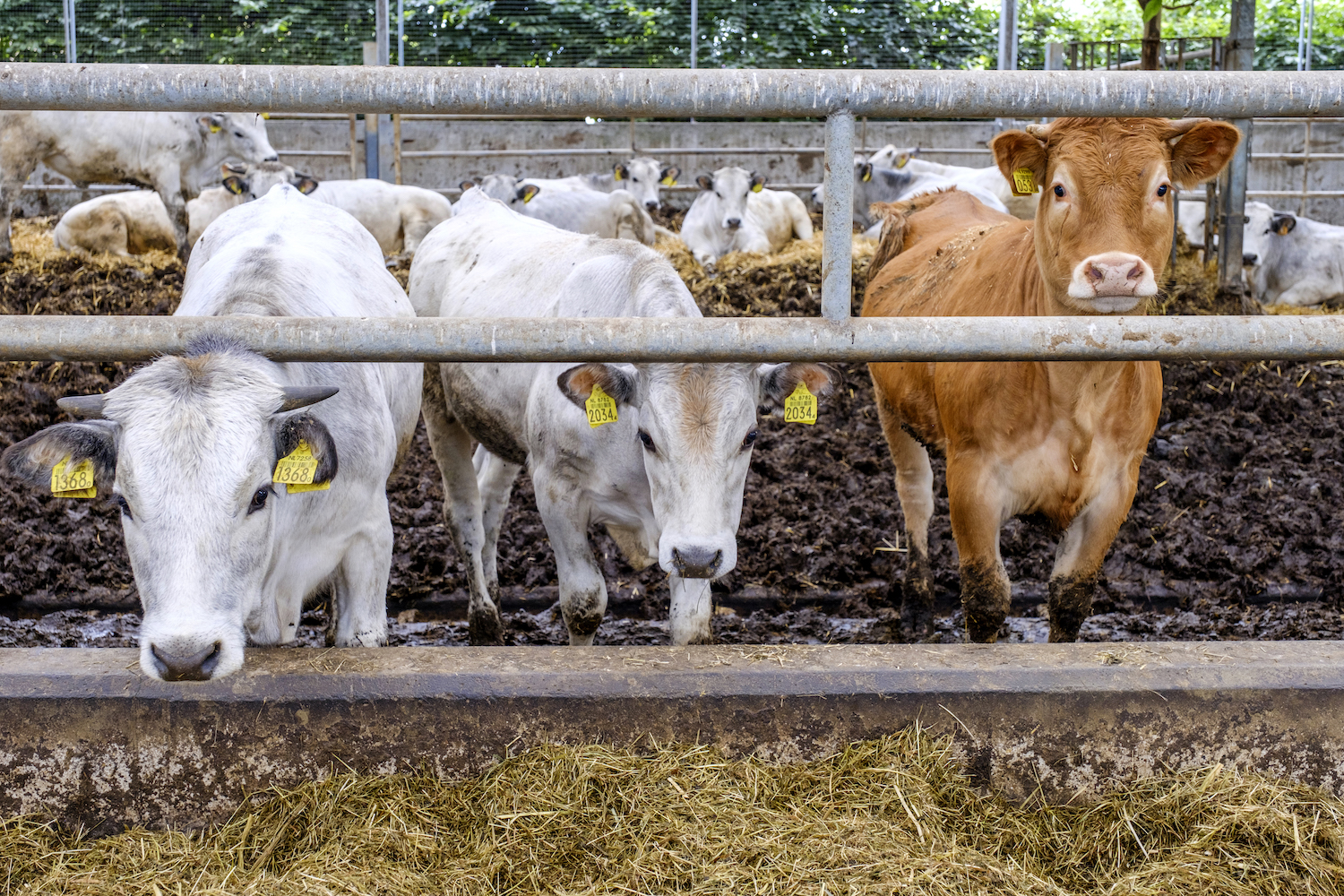 Hoe schuldig is de koe aan klimaatverandering?