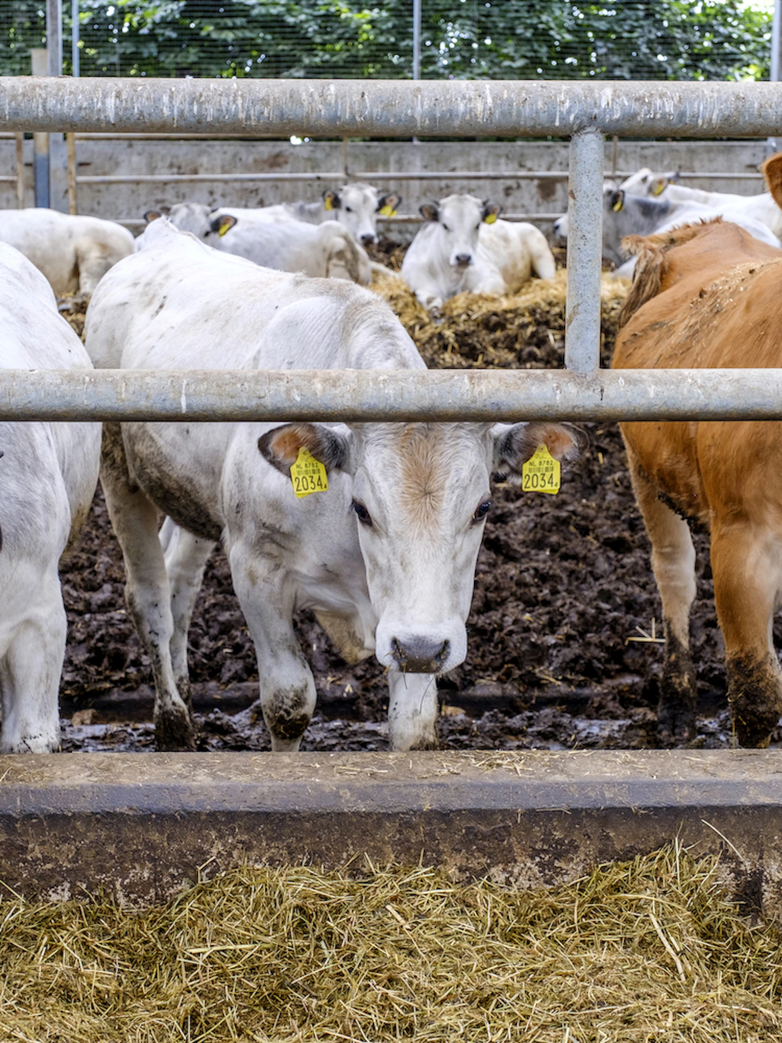 Hoe schuldig is de koe aan klimaatverandering?
