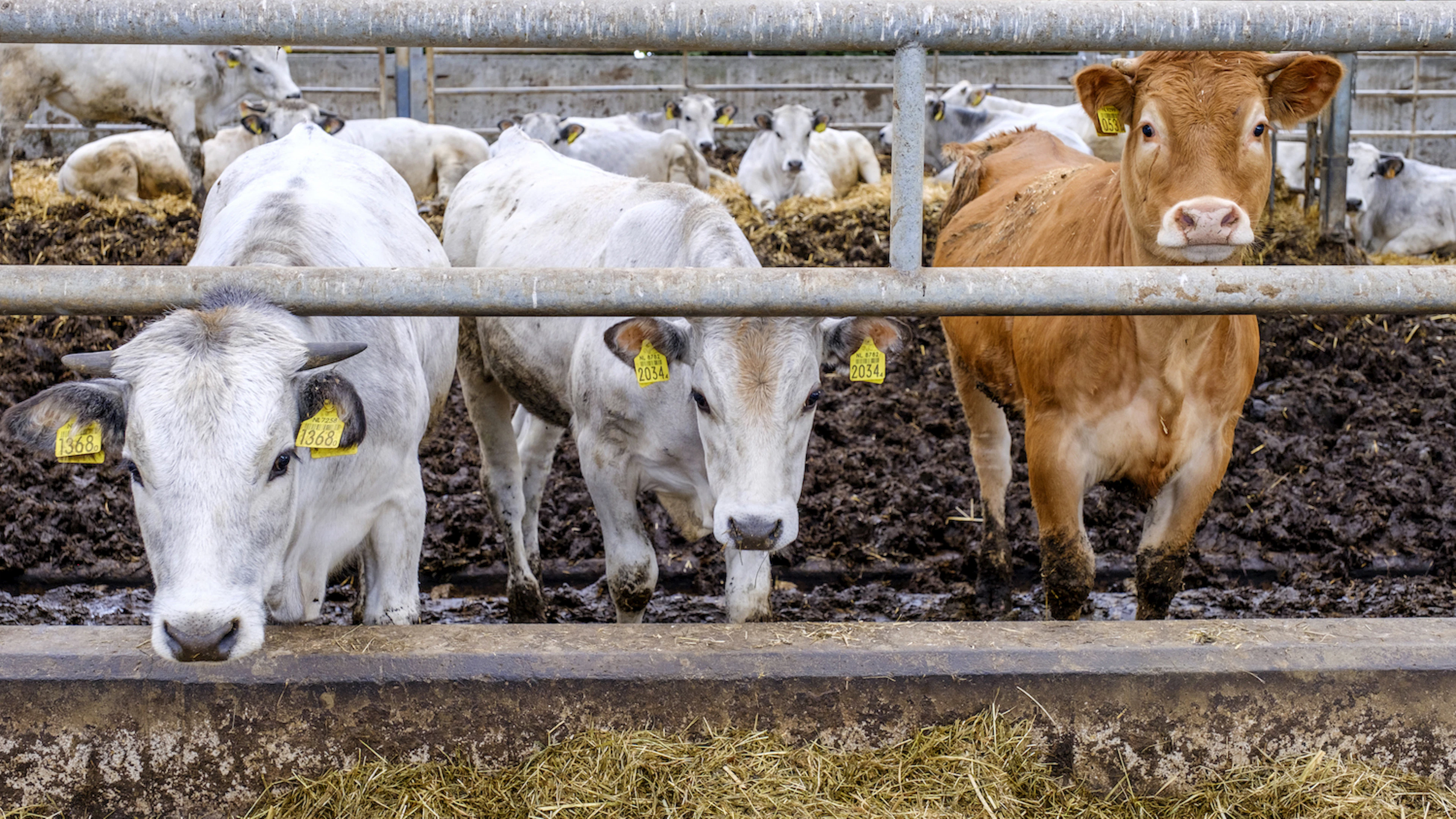 Hoe schuldig is de koe aan klimaatverandering?