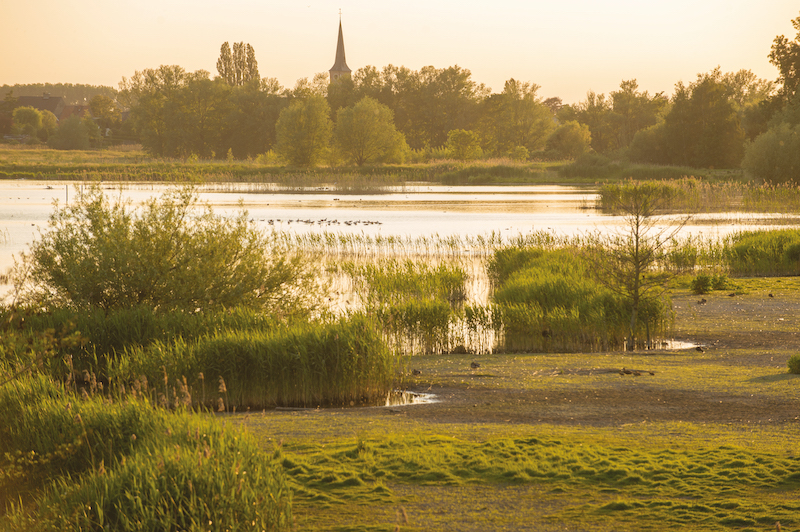 Te weinig, te traag: Vlaamse natuur hapt naar adem