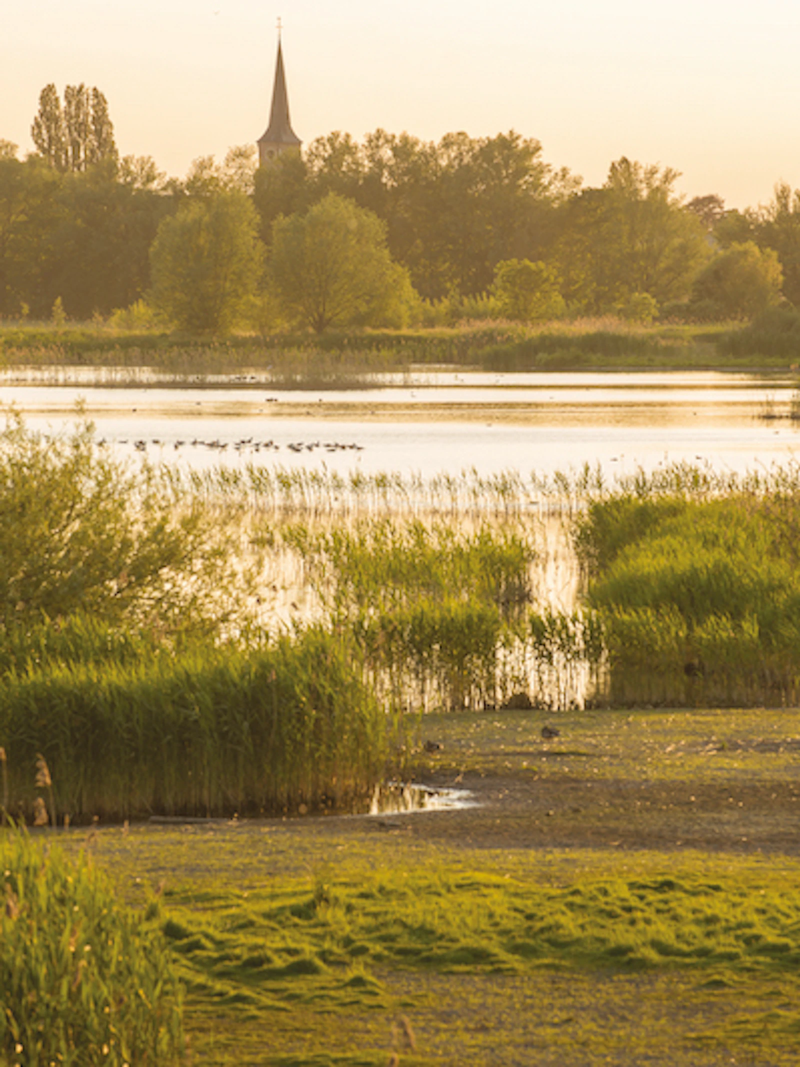 Te weinig, te traag: Vlaamse natuur hapt naar adem