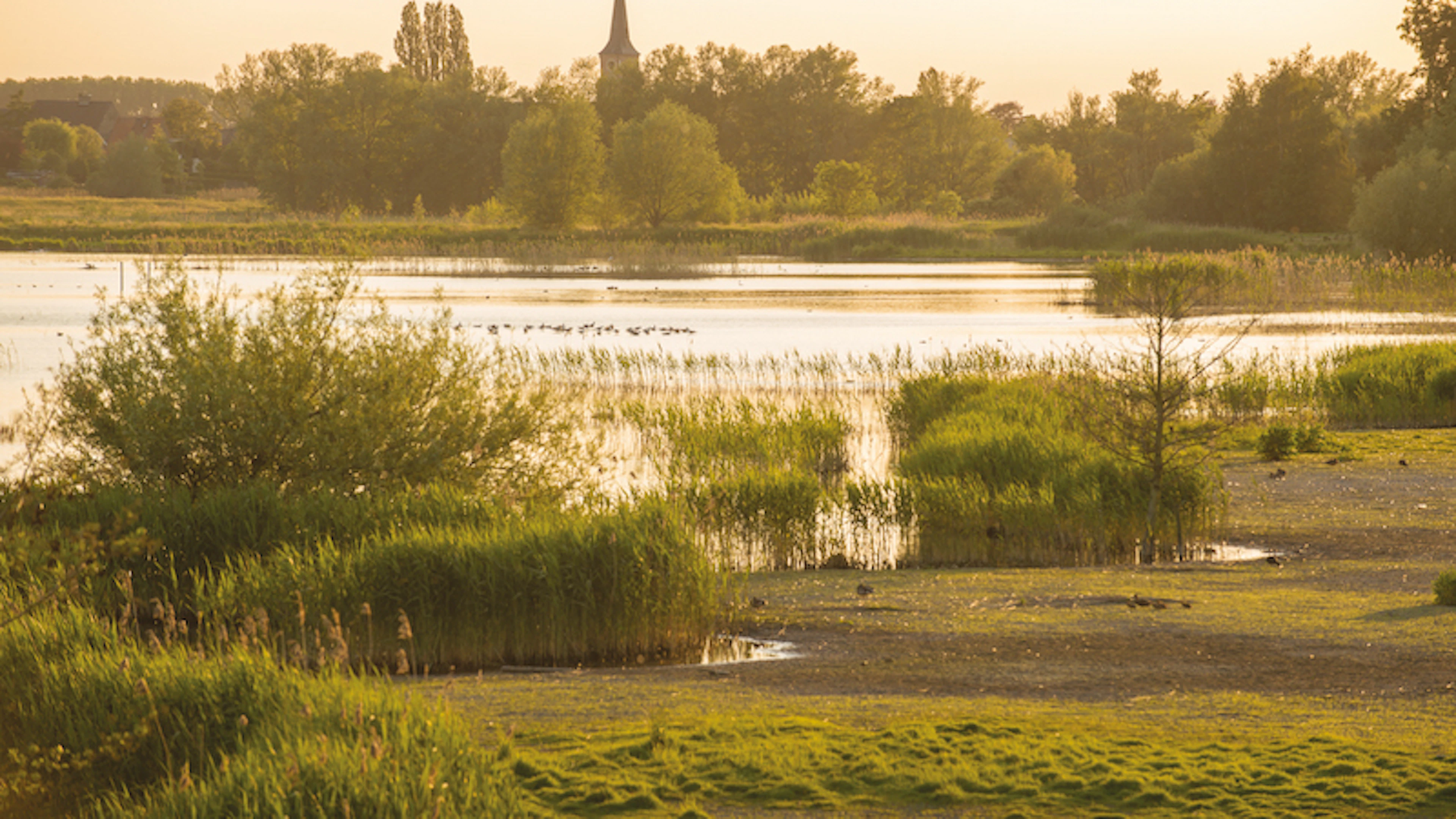 Te weinig, te traag: Vlaamse natuur hapt naar adem