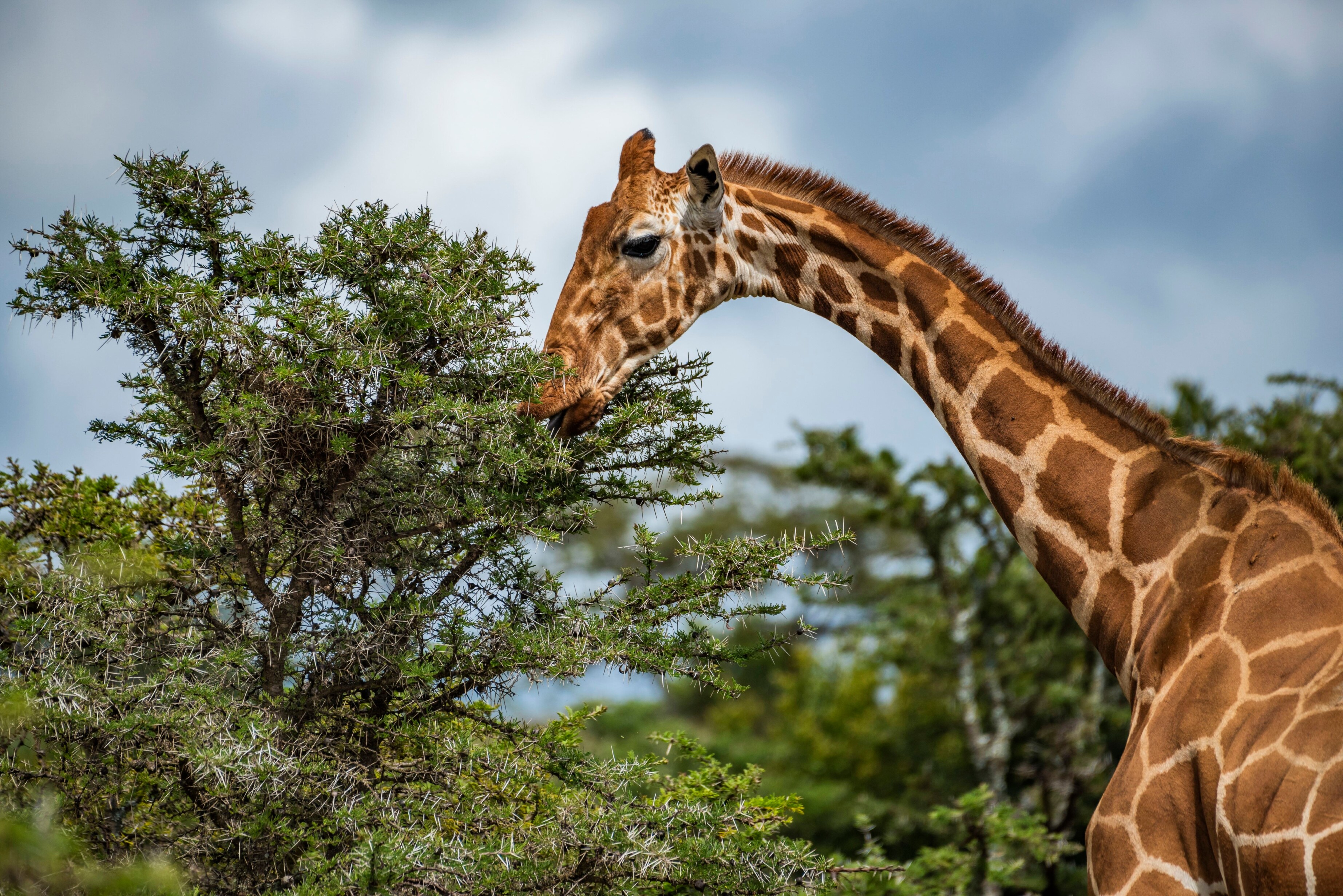 De Cowboy van Samburu: waarom bioloog en ‘giraffenbeschermer’ Julian Fennessy onder vuur ligt