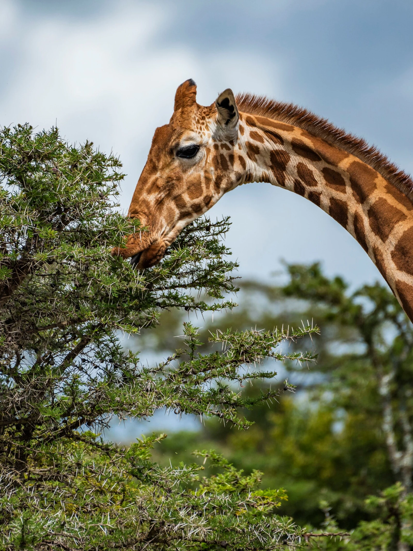 De Cowboy van Samburu: waarom bioloog en ‘giraffenbeschermer’ Julian Fennessy onder vuur ligt