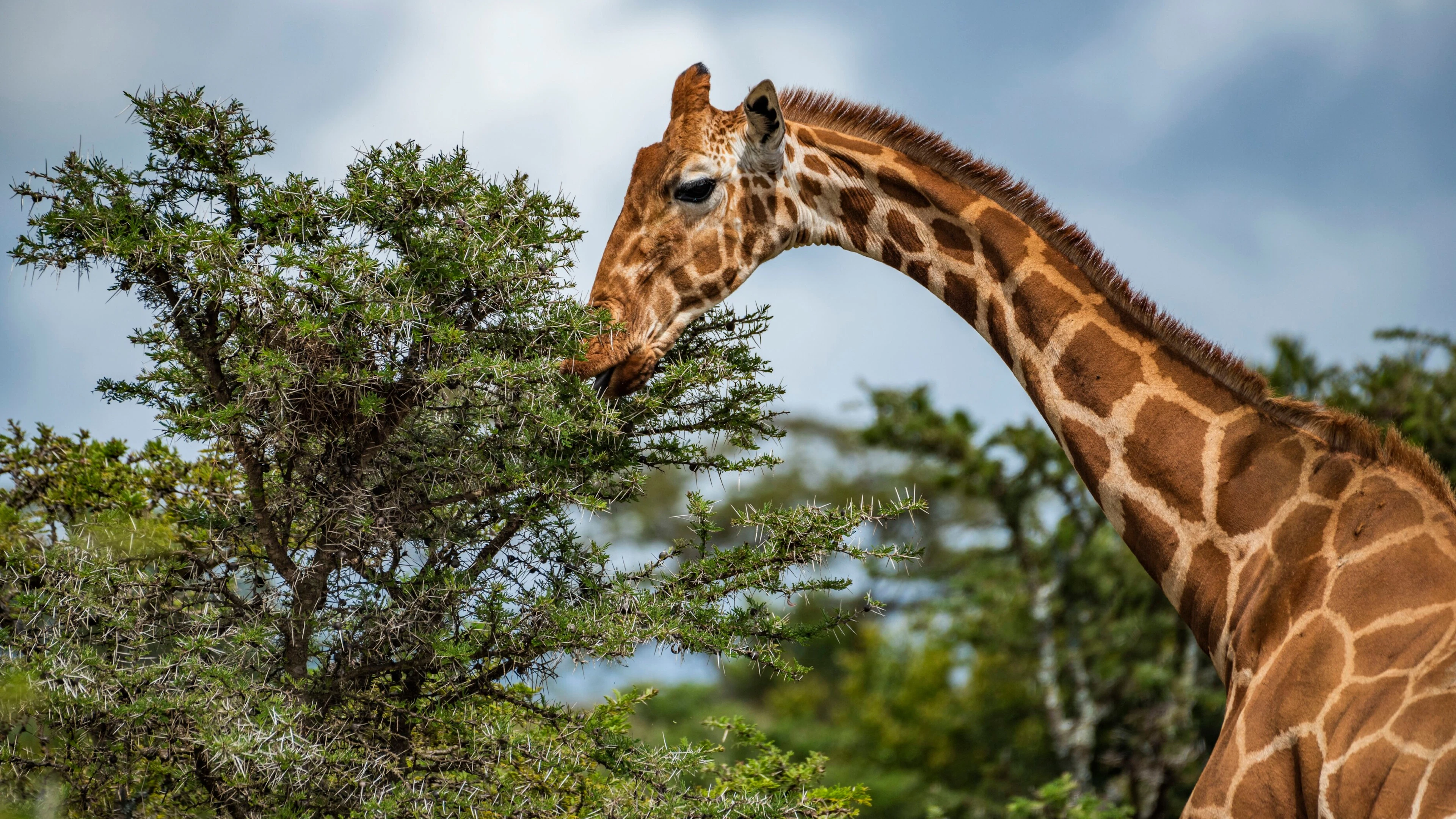 De Cowboy van Samburu: waarom bioloog en ‘giraffenbeschermer’ Julian Fennessy onder vuur ligt