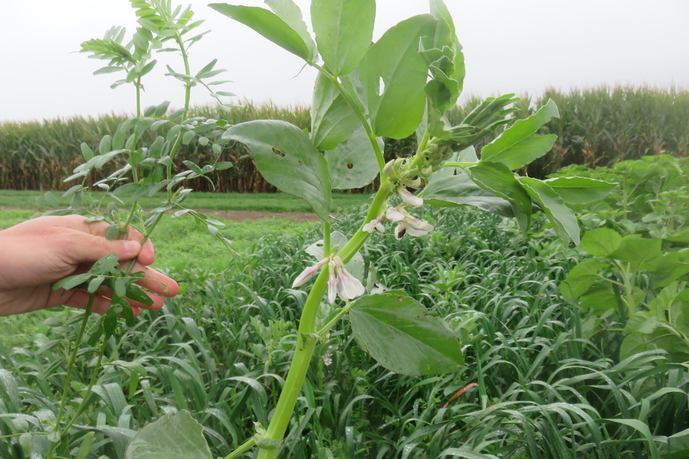 Wordt quinoa de nieuwe aardappel?
