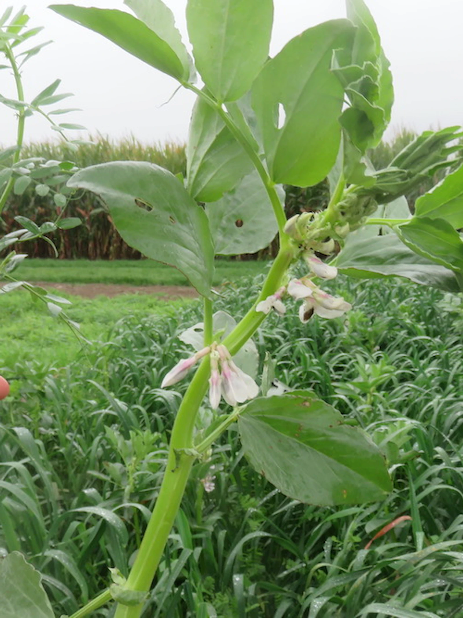 Wordt quinoa de nieuwe aardappel?
