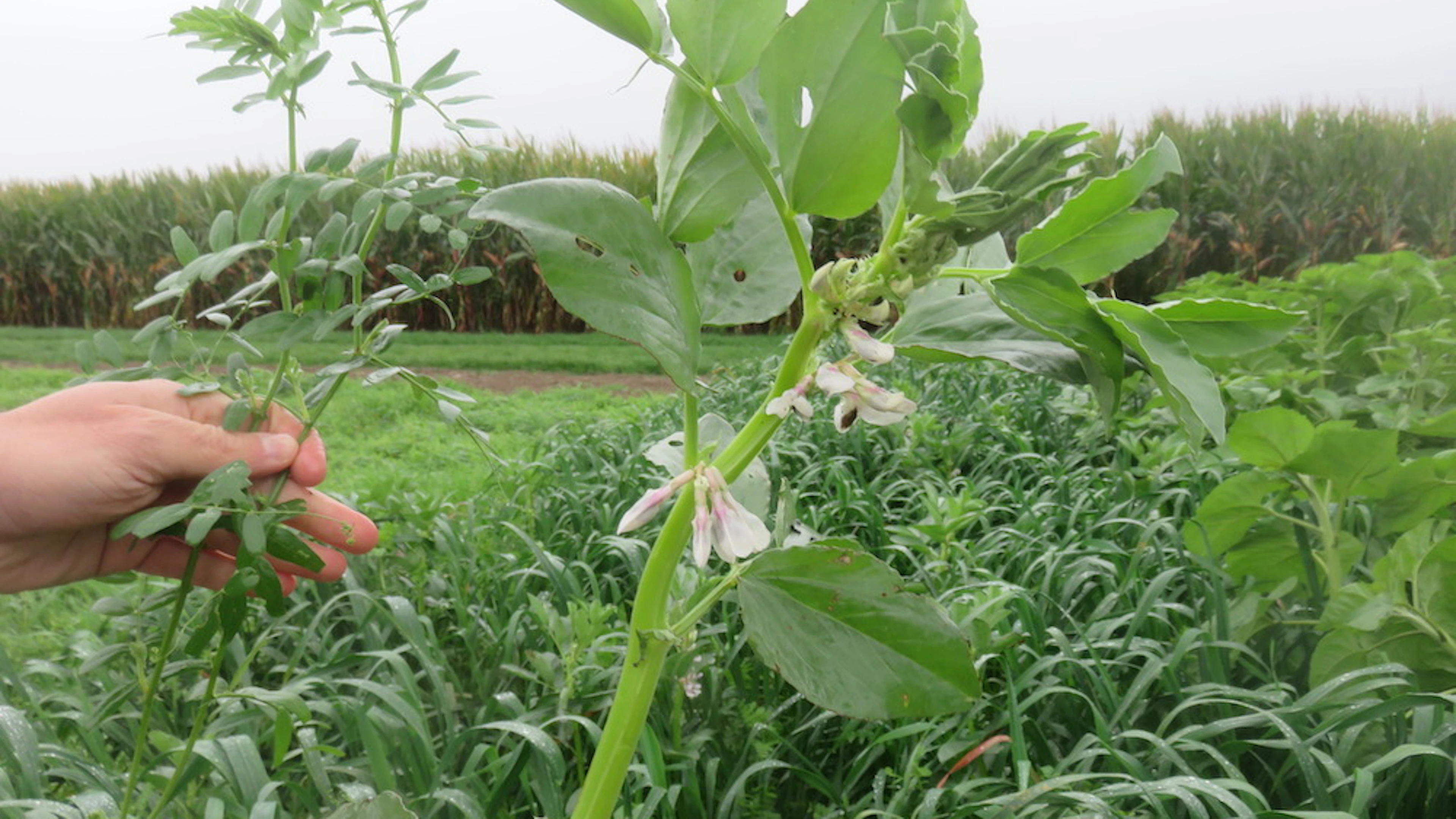 Wordt quinoa de nieuwe aardappel?